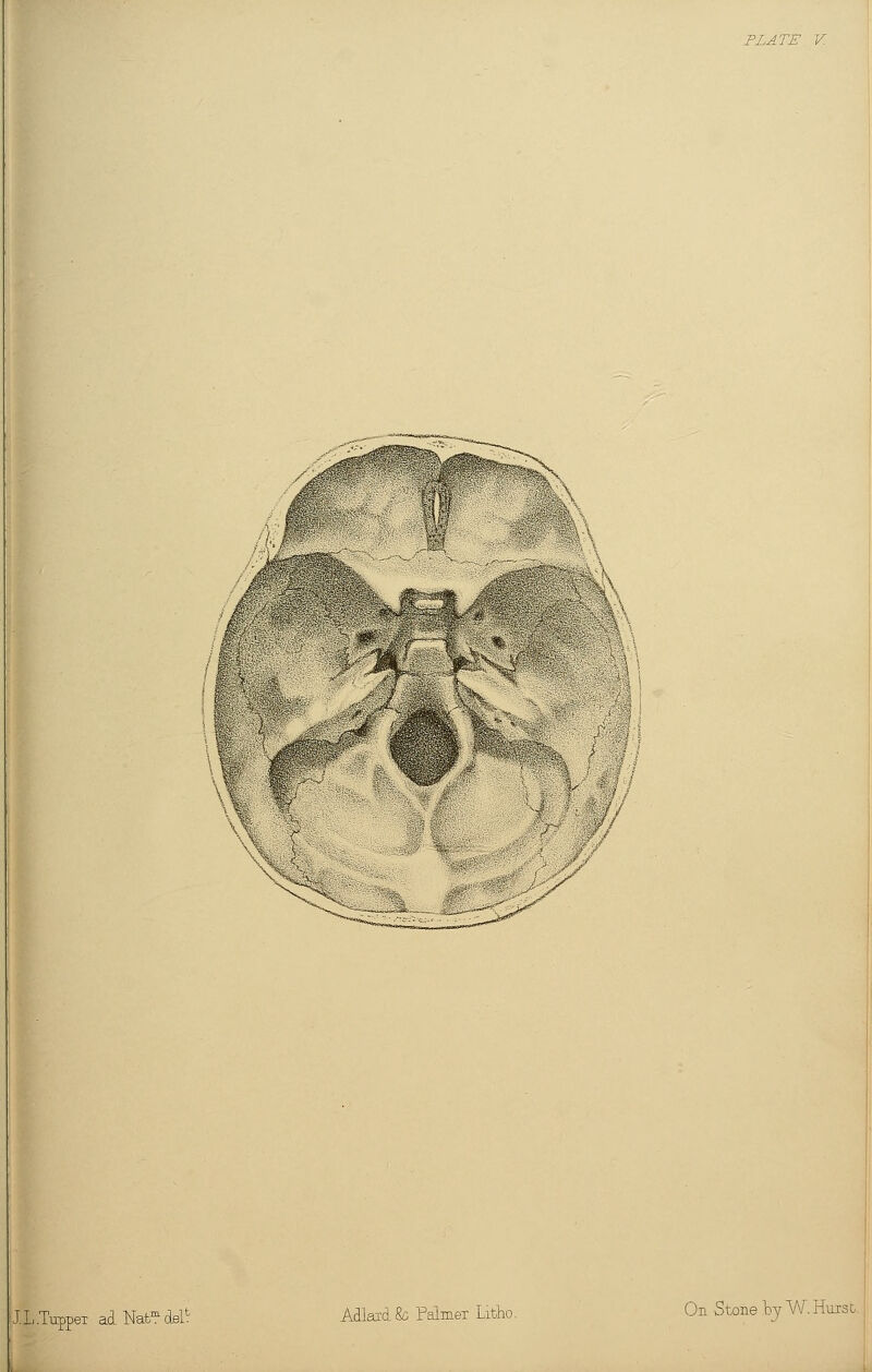 ^^^ IL.TuppeT adNat^^del* PLATE V.