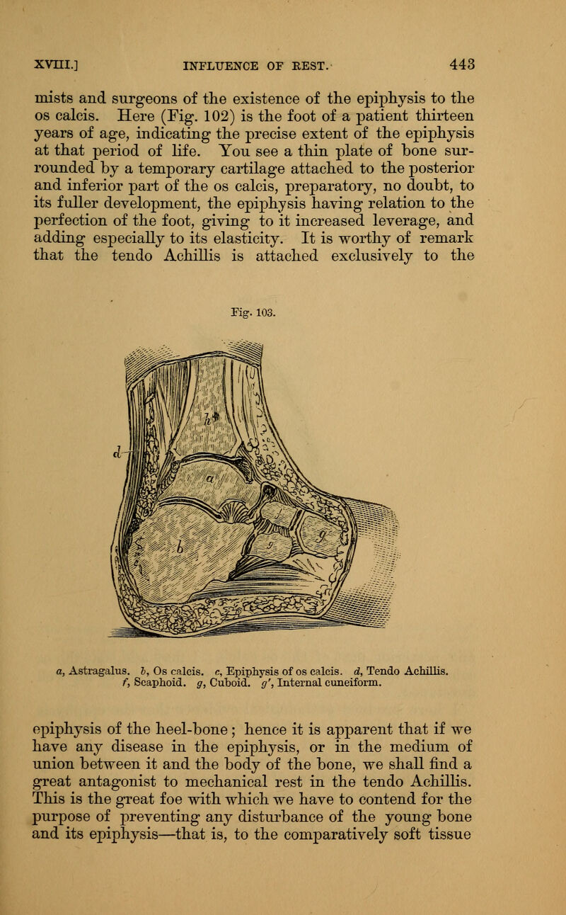 mists and surgeons of the existence of the epiphysis to the OS calcis. Here (Fig. 102) is the foot of a patient thirteen years of age, indicating the precise extent of the epiphysis at that period of Kfe. You see a thin plate of bone sur- rounded by a temporary cartilage attached to the posterior and inferior part of the os calcis, preparatory, no doubt, to its fuller development, the epiphysis having relation to the perfection of the foot, giving to it increased leverage, and adding especially to its elasticity. It is worthy of remark that the tendo Achillis is attached exclusively to the Fig. 103. a, Astragalus, h, Os calcis. c. Epiphysis of os calcis. d, Tendo Achillis. f, Scaphoid, g, Cuboid, g'. Internal cuneiform. epiphysis of the heel-bone; hence it is apparent that if we have any disease in the epiphysis, or in the medium of union between it and the body of the bone, we shall find a great antagonist to mechanical rest in the tendo Achillis. This is the great foe with which we have to contend for the purpose of preventing any disturbance of the young bone and its epiphysis—that is, to the comparatively soft tissue