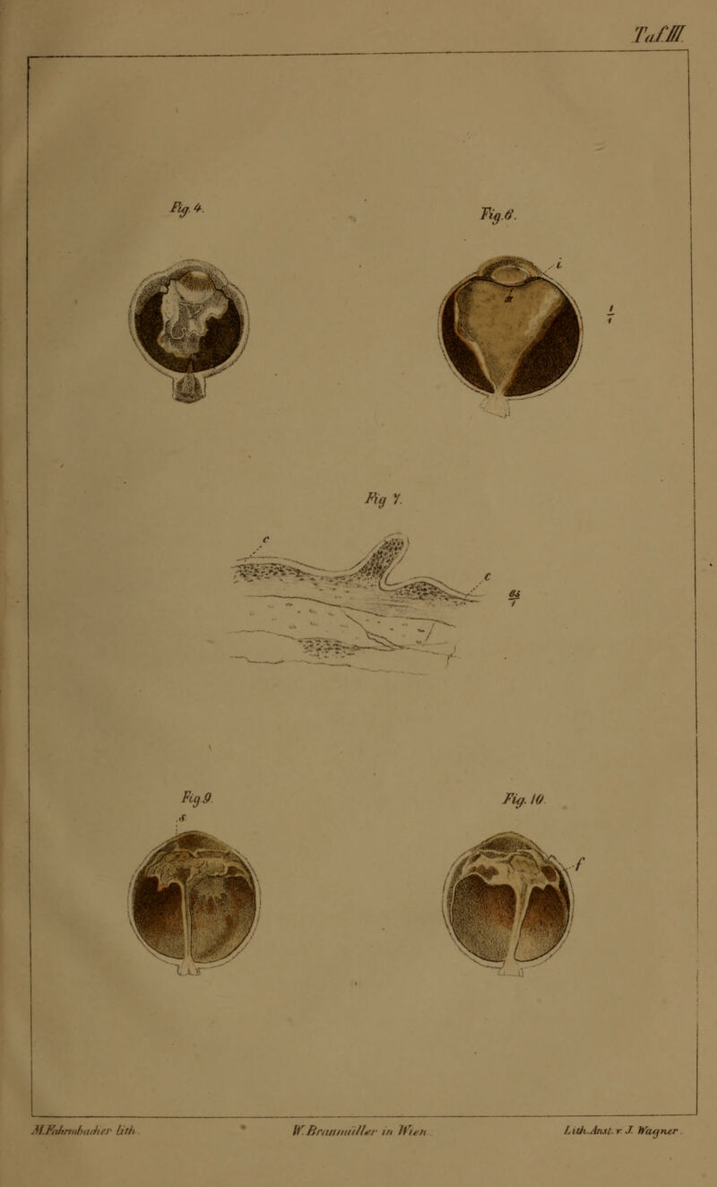 % Tig.G. Figf. Pigjf. Fig. 10 M.Ftdtnnluithi'i' [ith l^Brniiiiiii/lft in /t'i l.itli Anst- y J Waqiw