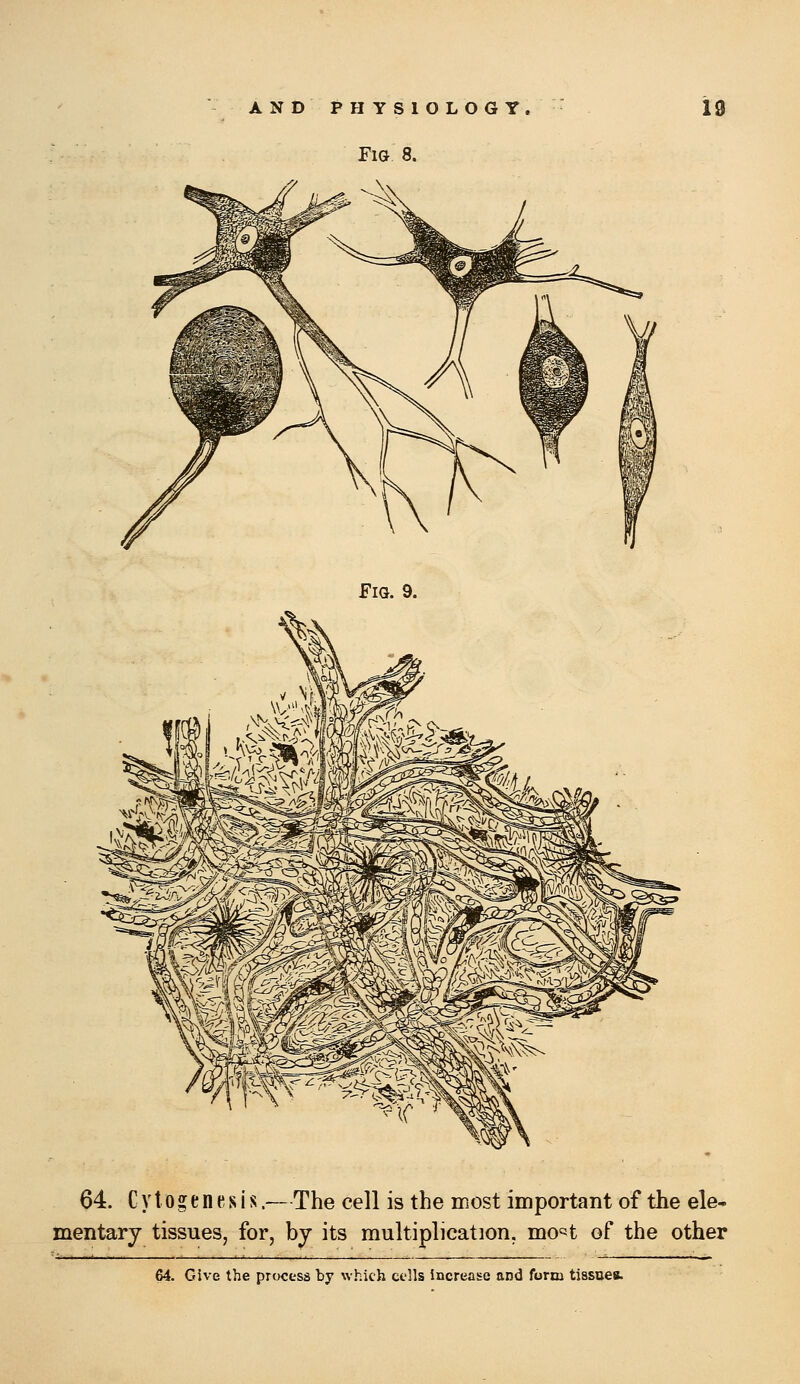 Fig 8. FiQ. 9. 64. Cytogenesis.—The cell is the most important of the ele- mentary tissues, for, by its multiplication, mo^^t of the other 64. Give the process by which cells increase and form tissuet