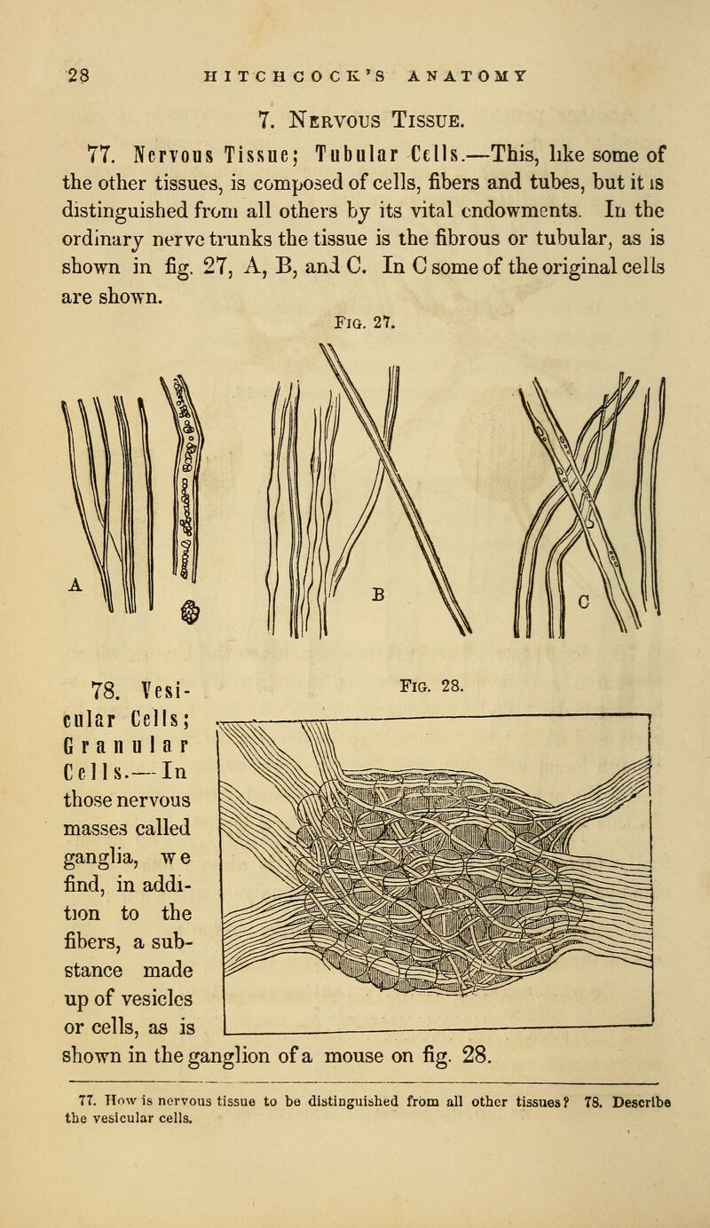 7. Nervous Tissue. 77. NcFTOUS Tissue; Tubular Cells.—This, like some of the other tissues, is composed of cells, fibers and tubes, but it is distinguished from all others by its vital endowments. In the ordinary nerve trunks the tissue is the fibrous or tubular, as is shown in fig. 27, A, B, and C. In C some of the original cells are shown. Pig. 27. 78. Vesi- Fig. 28. cular Cells; Granular Cells.—-In those nervous masses called ganglia, w e find, in addi- tion to the fibers, a sub- stance made up of vesicles or cells, as is shown in the ganglion of a mouse on fig. 28. 77. Tlow is nervous tissue to be distinguished from all other tissues? 78. Describe the vesicular cells.