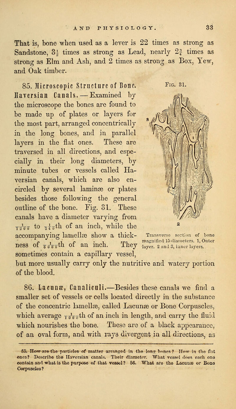 That is, bone when used as a lever is 22 times as strong as Sandstone, 3^ times as strong as Lead, nearly 2^ times as strong as Elm and Ash, and 2 times as strong as Box, Yew, and Oak timber. 85. Microscopic Structure of Bone. i'ig- si. Haversian Canals. — Examined by the microscope the bones are found to be made up of plates or layers for the most part, arranged concentrically in the long bones, and in parallel layers in the flat ones. These are traversed in all directions, and espe- cially in their long diameters, by minute tubes or vessels called Ha- versian canals, which are also en- circled by several laminae or plates besides those following the general outline of the bone. Fig. 31. These canals have a diameter varying from T2V0 to 04 o^li of an inch, while the accompanying lamellae show a thick- ness of eoVoth of an inch. They sometimes contain a capillary vessel, but more usually carry only the nutritive and watery portion of the blood. 86. LacunsB, Canaliculi.—Besides these canals we find a smaller set of vessels or cells located directly in the substance of the concentric lamellae, called Lacunae or Bone Corpuscles, which average yoVoth of an inch in length, and carry the fluid which nourisbes the bone. These are of a black appearance, of an oval form, and with rays divergent in all directions, as TransversG section of bone magnified 15 diiinicters. 1, Outer layer. 2 and 3, inner layers. 6d-.-How-are tbe-particles of matter arranged in the long bones ? How in tbo flat ones? Describe the Haversian canals. Their diameter. What vessel does each one contain and what is the purpose of that vessel? 86. What are the LacunjB or Bono Corpuscles?