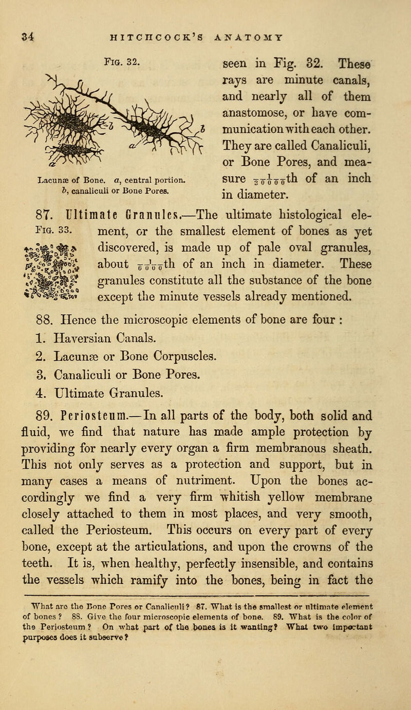 LacuniB of Bone, a, central portion. &, canaliculi or Bone Pores. 87. Ultimate Graniiles.- FiG. 33. ^M Fig. 32. seen in Fig. 82. These rays are minute canals, and nearly all of them anastomose, or have com- munication with each other. They are called Canaliculi, or Bone Pores, and mea- sure sooooth of an inch in diameter. The ultimate histological ele- ment, or the smallest element of bones as yet discovered, is made up of pale oval granules, about e^oVoth of an inch in diameter. These granules constitute all the substance of the bone except the minute vessels already mentioned. 88. Hence the microscopic elements of bone are four : 1. Haversian Canals. 2. Lacuna or Bone Corpuscles. 3. Canaliculi or Bone Pores. 4. Ultimate Granules. 89. Periosteum.—In all parts of the body, both solid and fluid, we find that nature has made ample protection by providing for nearly every organ a firm membranous sheath. This not only serves as a protection and support, but in many cases a means of nutriment. Upon the bones ac- cordingly we find a very firm whitish yellow membrane closely attached to them in most places, and very smooth, called the Periosteum. This occurs on every part of every bone, except at the articulations, and upon the crowns of the teeth. It is, when healthy, perfectly insensible, and contains the vessels which ramify into the bones, being in fact the What are the Bone Pores or Canaliculi? 87. What is the smallest or nltimate element of bones ? 88. Give the four microscopic elements of bone. 89. What is the color of the Periosteum? On what part of the t)oaes is it wanting? What two Important purposes does it subserve ?