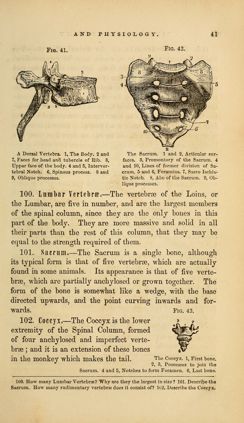 Fig. 41. Fig. 42. A Dorsal Vertebra. 1, The Body. 2 and The Sacrum. 1 and 2, Articular sur- 7, Faces for head and tubercle of Rib. 8, faces. 8, Promontory of the Sacrum. 4 Upper face of the body. 4 and 5, Interver- and 10, Lines of former division of Sa- tebral Notch. 6, Spinous process. 8 and crum. 5 and 6, Foramina. 7, Sacro Ischia- 9, Oblique processes. tic Notch. 8, Ahe of the Sacrum. 9, Ob- lique processes. 100. Lumbar Vertebrse.—The vertebras of the Loins, or the Lumbar, are five in number, and are the largest members of the spinal column, since they are the only bones in this part of the body. They are more massive and solid in all their parts than the rest of this column, that they may be equal to the strength required of them. 101. Sacrum.—The Sacrum is a single bone, although its typical form is that of five vertebrae, which are actually found in some animals. Its appearance is that of five verte- brae, which are partially anchylosed or grown together. The form of the bone is somewhat like a wedge, with the base directed upwards, and the point curving inwards and for- wards. 102. Coccyx.—The Coccyx is the lower extremity of the Spinal Column, formed of four anchylosed and imperfect verte- brae ; and it is an extension of these bones in the monkey which makes the tail. Fig. 43. The Coccyx. 1, First bone. 2, 3, Processes to join the Sacrum. 4 and 5, Notches to form Foramen. 6, Last bone. 100. How many Lumbar VertebriE? Why are they the largest in size ? 101. Describe the Sacrum. How many rudimentary vertebrai does it consist of? Iu2. Describe the Coccyx.