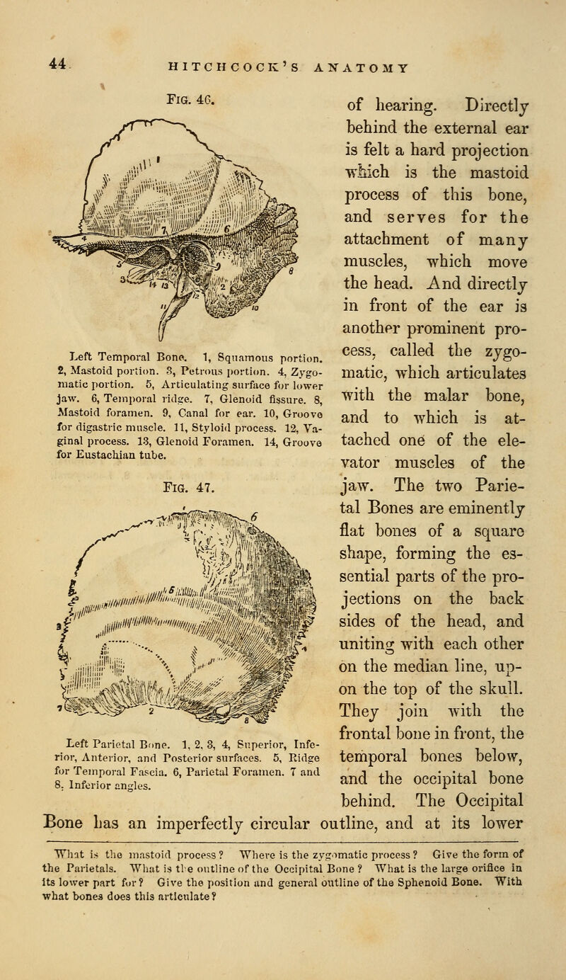Left Temporal Bone. 1, Squamous portion. 2, Mastoid portion. 8, Petrous portion. 4, Zygo- matic portion. 5, Articulating surface for lower jaw. 6, Temporal ridge. 7, Glenoid fissure. 8, Mastoid foramen. 9, Canal for ear. 10, Groove for digastric muscle. 11, Styloid process. 12, Va- ginal process. 13, Glenoid Foramen. 14, Groove for Eustachian tube. Fig. 47. ^^^•^^- of hearing. Directly behind the external ear is felt a hard projection wMch is the mastoid process of this bone, and serves for the attachment of many muscles, which move the head. And directly in front of the ear is another prominent pro- cess, called the zygo- matic, which articulates with the malar bone, and to which is at- tached one of the ele- vator muscles of the jaw. The two Parie- tal Bones are eminently flat bones of a square shape, forming the es- sential parts of the pro- jections on the back sides of the head, and uniting; with each other on the median line, up- on the top of the skull. They join with the frontal bone in front, the temporal bones below, and the occipital bone behind. The Occipital Bone has an imperfectly circular outline, and at its lower What i.s the mastoid process ? Where is the zygomatic process ? Give the form of the Parietals. What is tbe outline of the Occipital Bone ? What is the large orifice la Its lower part for? Give the position and general outline of the Sphenoid Bone. With ■what bones does this articulate ? Left Parietal Bone. 1, 2. 3, 4, Superior, Infe- rior, Anterior, and Posterior surfaces. 5, Ridge for Temporal Fascia. 6, Parietal Foramen. T and 8. Inferior angles.