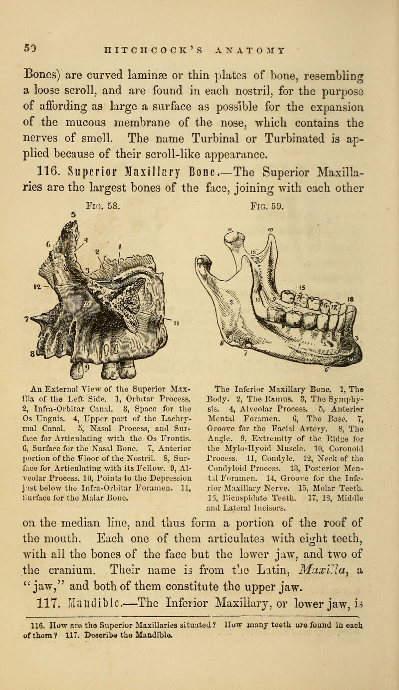 Bones) are curved laminse or thin plates of bone, resembling a loose scroll, and are found in each nostril, for the purpose of affording as large a surface as possible for the expansion of the mucous membrane of the nose, which contains the nerves of smell. The name Turbinal or Turbinated is ap- plied because of their scroll-like appearance. 116. Superior Maxillary Bone.—The Superior Maxilla- ries are the largest bones of the face, joining with each other FiCr. 58. Fig. 59. An External View of the Superior Max- illa of tho Left Side. 1, Orbitar Process. 2, Infi-a-Orbitar Canal. 3, Space for tho Os Unguis. 4. Upper part of the Lachry- mal Canal. 5, Nasal Process, and Sur- L\ce for Articulating with the Os Frontis. G, Surface for the Nasal Bone. T, Anterior portion of the Floor of the Nostril. 8, Sur- face for Articulating with its Fellow. 9, Al- veolar Process. 10, Points to the Depression j'lst below tho Infra-Orbitar Foramen. 11, iiurfuce for tho Malar Bone. Tho Inferior Maxillary Bone. 1, The Body. 2, The Eamus. 3, The Symphy- sis. 4, Alveolar Process. 5, Anterior Mental Foramen. 6, The Base. 7, Groove for the Facial Artery. 8, Tho Angle. 9, Extremity of the Eidge for the Mylo-Uyoid Muscle. 10, Coronoid Process. 11, Condyle. 12, Neck of tho Condyloid Process. 13, Posterior Men- t.J Foramen. 14, Groove for the Infe- rior Maxillary Nerve. 15, Molar Teeth. 13, ricuspidate Teeth. 17, IS, Middle and Lateral Incisors. on the median line, and thus form a portion of the roof of the mouth. Each one of them articulates with eight teeth, with all the bones of the face but the lower jaw, and two of the cranium. Their name is from tho Latin, MaxLla, a jaw, and both of them constitute the upper jaw. 117. lilandiblc.—The Inferior Maxillary, or lower jaw, is 116. How aro tho Superior Maxillaries situated! of thorn ? 117. Describe the Maodlblo. llow many teeth aro found in each