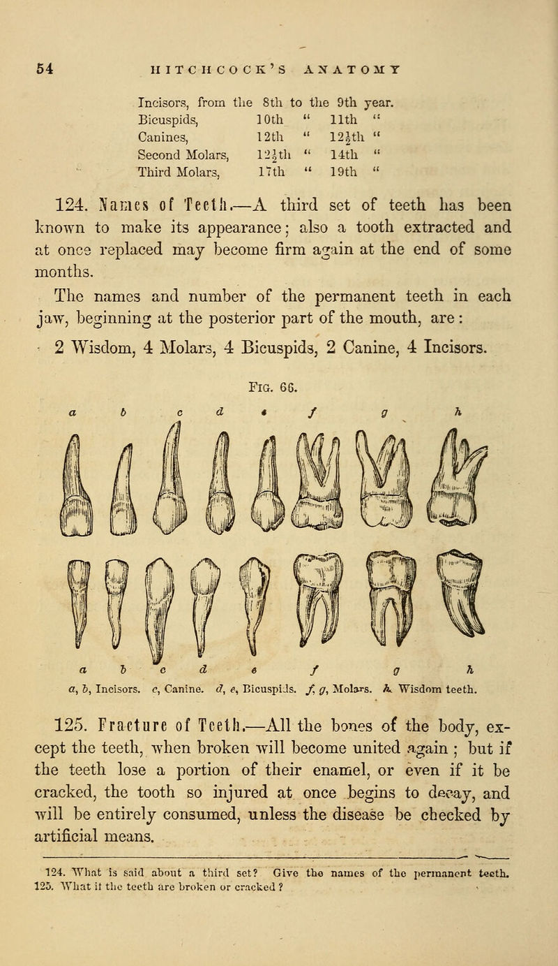 Incisors, from the 8th to tlie 9th year. Bicuspids, 10th  11th ''' Canines, 12th  12ith  Second Molars, 12 Uh  14th  Third Molars ITth 19th 124. Names of Teeth.—A third set of teeth has been known to make its appearance; also a tooth extracted and at once replaced maj become firm again at the end of some months. The names and number of the permanent teeth in each jaw, beginning at the posterior part of the mouth, are : ■ 2 Wisdom, 4 Molars, 4 Bicuspids, 2 Canine, 4 Incisors. a l e d 6 f g h a, l>, Incisors, c, Canine, d, e, BicuspiJs. /. g, MoIsj-s. h. Wisdom teeth. 125. Fracture of Teeth.—All the bones o£ the body, ex- cept the teeth, when broken will become united again ; but if the teeth lose a portion of their enamel, or even if it be cracked, the tooth so injured at once begins to decay, and will be entirely consumed, unless the disease be checked by artificial means. 124. What is said about a third set? Give the names of the permanent t«cth. 125. What it tlie teeth ure broken or cracked ?