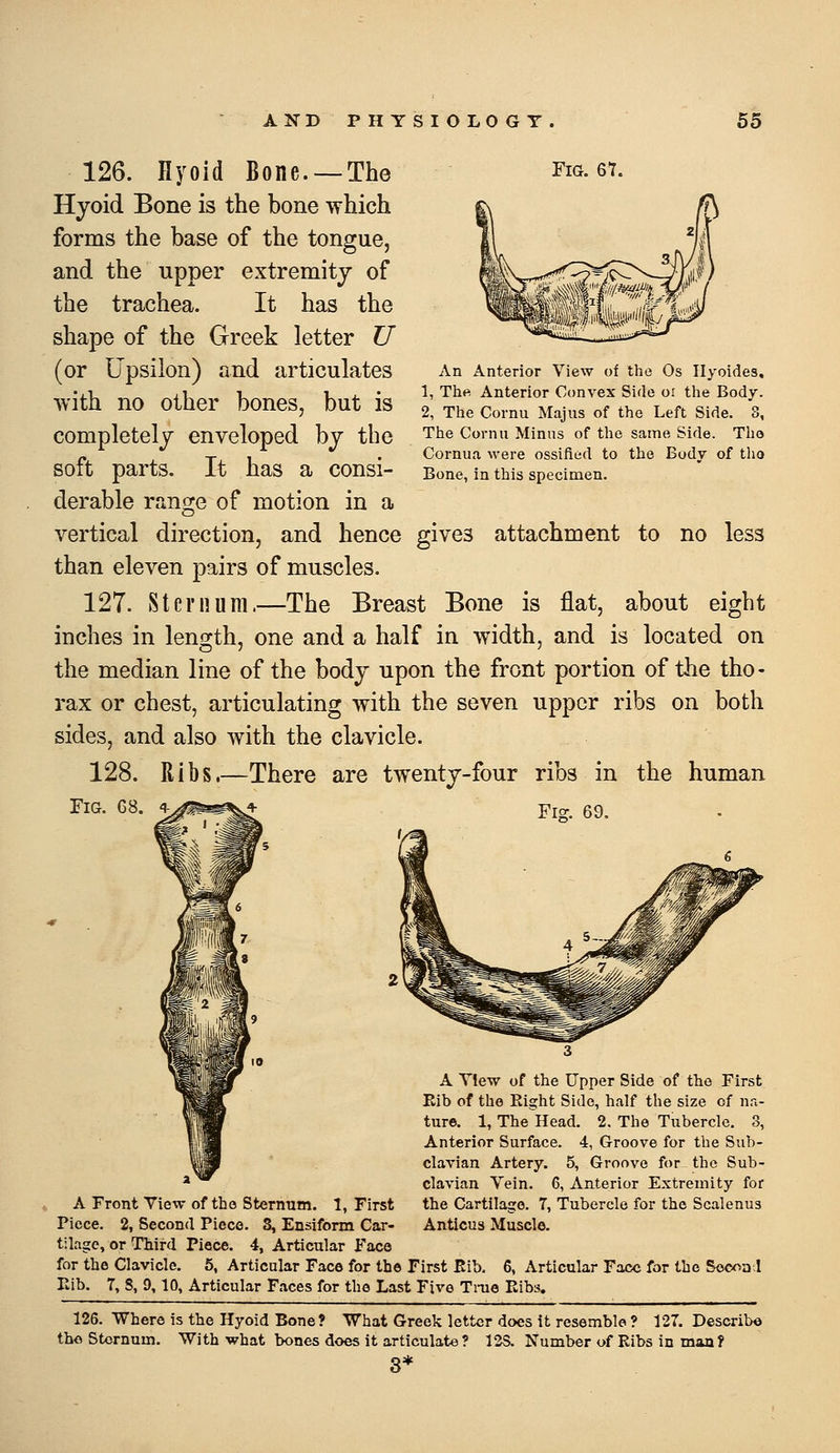 An Anterior View of the Os Ilyoides, 1, Thf^ Anterior Convex Side oi tlie Body. 2, The Cornu Majus of the Left Side. 3, The Cornii Minns of the same Side. Tho Cornua were ossified to the Body of tho Bone, in this specimen. 126. Hyoid Bone. —The fig. gt. Hjoid Bone is the bone which forms the base of the tongue, and the upper extremity of the trachea. It has the shape of the Greek letter U (or Upsilon) and articulates with no other bones, but is completely enveloped bj the soft parts. It has a consi- derable range of motion in a vertical direction, and hence gives attachment to no less than eleven pairs of muscles. 127. Sternum.—The Breast Bone is flat, about eight inches in length, one and a half in width, and is located on the median line of the bodj upon the front portion of the tho- rax or chest, articulating with the seven upper ribs on both sides, and also with the clavicle. 128. Ribs.—There are twentj-four ribs in the human Fig. G8. '\-yfm^^^ Fig. 69. A View of the Upper Side of the First Eib of the Right Side, half the size of na- ture. 1, The Head. 2. The Tubercle. 3, Anterior Surface. 4, Groove for the Sub- clavian Artery. 5, Groove for the Sub- clavian Vein. 6, Anterior E.xtreuiity for A Front View of the Sternum. 1, First the Cartilage. T, Tubercle for the Scalenus Piece. 2, Second Piece. 3, Ensiform Car- Anticus Muscle. tilagc, or Third Piece. 4, Articular Face for the Clavicle, 5, Articular Face for the First Eib, 6, Articular Face for the Soconl Eib, 7, S, 9,10, Articular Faces for the Last Five Time Elba. 126. Where is the Hyoid Bone? What Greek letter does it resemble ? 127. Describe tho Sternum, With what bones does it articulate? 12S, Number oi Eibs in man? 3*