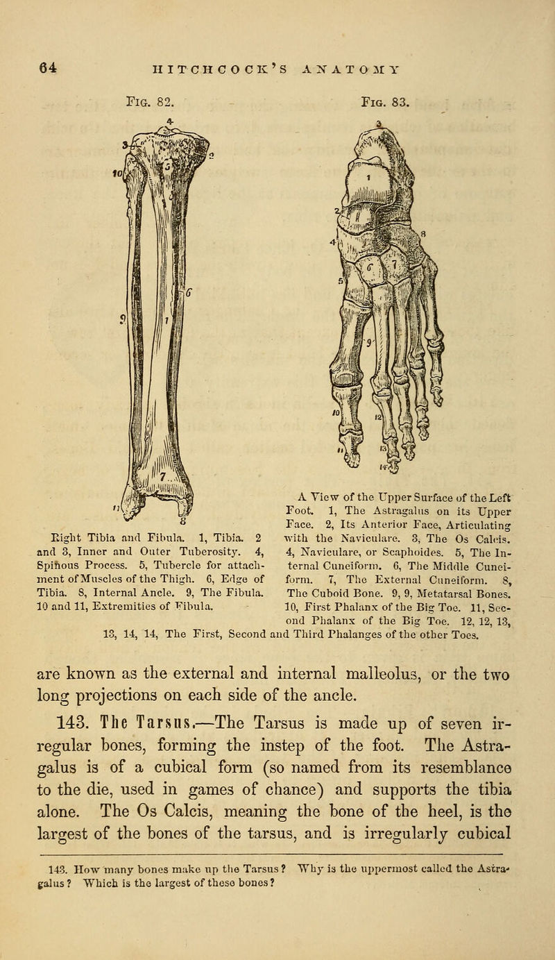 Fig. 82. Fig. 83. Eight Tibia and Fibula. 1, Tibia. 2 and 3, Inner and Outer Tuberosity. 4, Sjjihous Process. 5, Tubercle for attach- ment of Muscles of the Thigh. 6, Edge of Tibia. 8, Internal Ancle. 9, The Fibula. 10 and 11, Extremities of Fibula. A Yiew of the Upper Surface of the Left Foot. 1, The Astragalus on its Upper Face. 2, Its Anterior Face, Articulating ■with the Naviculare. 3, The Os Cahus. 4, Naviculare, or Scaphoides. 5, The In- ternal Cuneiform. 6, The Middle Cunei- form. 7, The External Cuneitbrni. 8, The Cuboid Bone. 9, 9, Metatarsal Bones. 10, First Phalanx of the Big Toe. 11, Sec- ond Phalanx of the Big Toe. 12, 12, 13, 13, 14, 14, The First, Second and Third Phalanges of the other Toes. are known as the external and internal malleolus, or the two long projections on each side of the ancle. 143. The Tarsus.—The Tarsus is made up of seven ir- regular bones, forming the instep of the foot. The Astra- galus is of a cubical form (so named from its resemblance to the die, used in games of chance) and supports the tibia alone. The Os Calcis, meaning the bone of the heel, is the largest of the bones of the tarsus, and is irregularly cubical 143. How many bones make up the Tarsus ? Why is the uppermost called the Astra' galus ? Which is the largest of these bones ?