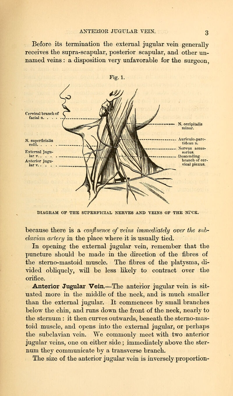 Before its termination the external jugular vein generally receives the supra-scapular, posterior scapular, and other un- named veins : a disposition very unfavorable for the surgeon, Fig. 1. Cervical branch of facial n. . . . N. Buperficialis colli. . . . External jugu- lar V. . . . Anterior jugu- lar V. . . . -|«^^^Mr—-——— N. occipitalis minor. —- Auriculo-paro- tidean n. \v^-^»\ii^ '-'' Nervus acces- ^^^llwli^ Borius. .—.... Descending branch of cer- vical plexus. DIAGRAM OF THE STTPERFICIAL NERATES AND VEINS OF THE NPCK. because there is a confluence of veins immediately over the sub- clavian artery in the place where it is usually tied. In opening the external jugular vein, remember that the puncture should be made in the direction of the fibres of the sterno-mastoid muscle. The fibres of the platysma, di- vided obliquely, wiU be less likely to contract over the orifice. Anterior Jugular Vein.—The anterior jugular vein is sit- uated more in the middle of the neck, and is much smaller than the external jugular. It commences by small branches below the chin, and runs down the front of the neck, nearly to the sternum : it then curves outwards, beneath the sterno-mas- toid muscle, and opens into the external jugular, or perhaps the subclavian vein. We commonly meet with two anterior jugular veins, one on either side ; immediately above the ster- num they communicate by a transverse branch. The size of the anterior jugular vein is inversely proportion-