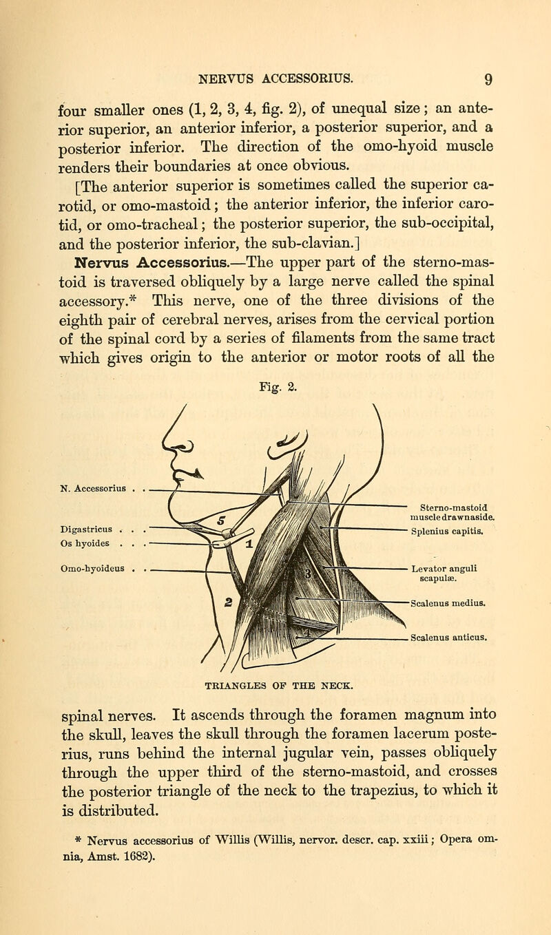 four smaller ones (1, 2, 3, 4, fig. 2), of unequal size; an ante- rior superior, an anterior inferior, a posterior superior, and a posterior inferior. The direction of the omo-hyoid muscle renders their boundaries at once obvious. [The anterior superior is sometimes called the superior ca- rotid, or omo-mastoid; the anterior inferior, the inferior caro- tid, or omo-tracheal; the posterior superior, the sub-occipital, and the posterior inferior, the sub-clavian.] Nervus Accessorius.—The upper part of the sterno-mas- toid is traversed obliquely by a large nerve called the spinal accessory.* This nerve, one of the three divisions of the eighth pair of cerebral nerves, arises from the cervical portion of the spinal cord by a series of filaments from the same tract which gives origin to the anterior or motor roots of aU the Kg. 3. N. Accessorius Digastricus . Os hyoides . Omo-hyoideus — Stemo-mastoid muscle drawnaside. Splenius capitis. Levator anguli scapulae. Scalenus medius. Scalenus anticus. TKIANGLES OF THE NECK. spinal nerves. It ascends through the foramen magnum into the skull, leaves the skull through the foramen lacerum poste- rius, runs behind the internal jugular vein, passes obhquely through the upper third of the stemo-mastoid, and crosses the posterior triangle of the neck to the trapezius, to wliich it is distributed. * Nervus accessorius of Willis (Willis, nervor. descr. cap. xxiii; Opera om- nia, Amst. 1683).