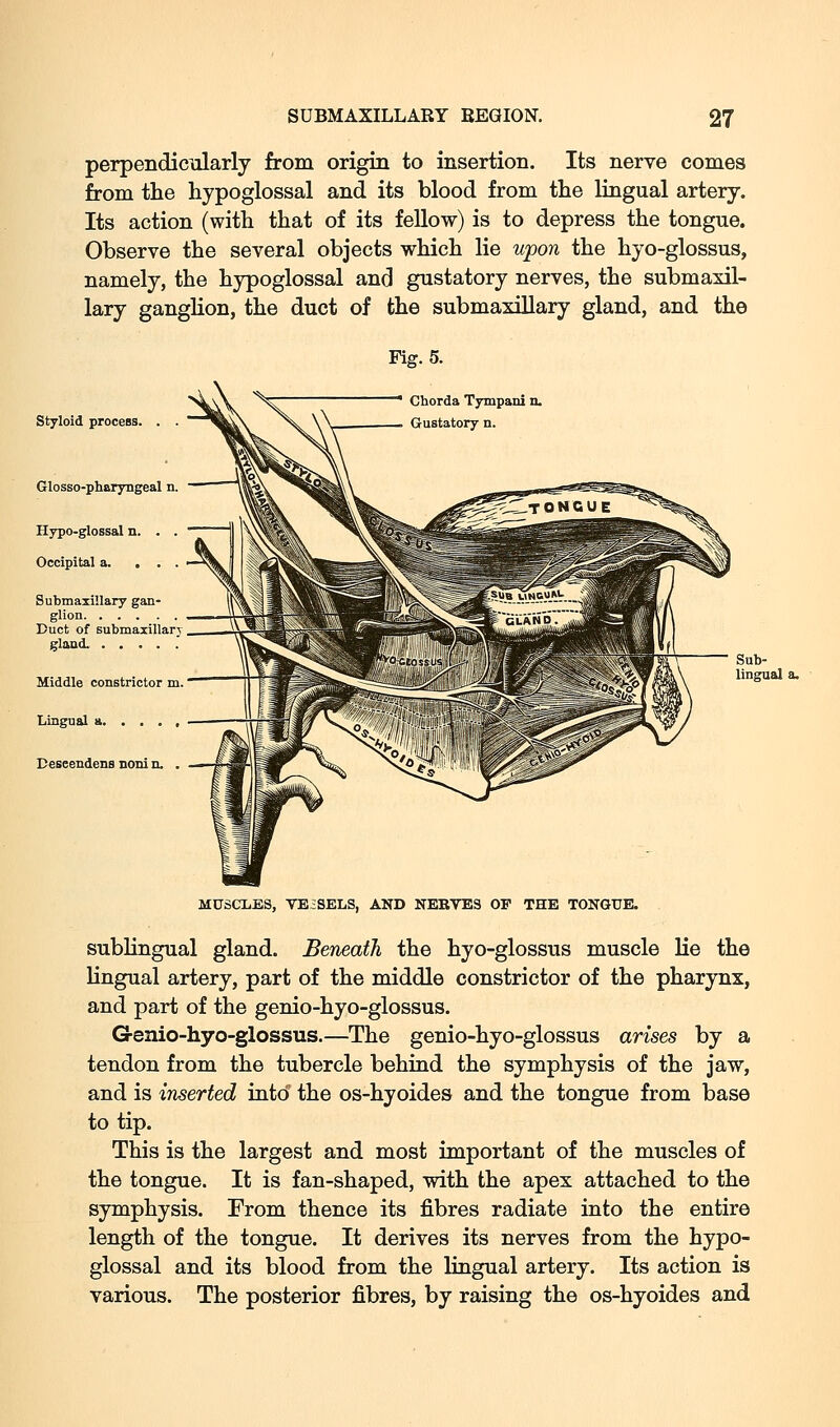 perpendicularly from origin to insertion. Its nerve comes from tlie hypoglossal and its blood from the lingual artery. Its action (with that of its fellow) is to depress the tongue. Observe the several objects which lie upon the hyo-glossus, namely, the hypoglossal and gustatory nerves, the submaxil- lary ganglion, the duct of the submaxillary gland, and the Fisr. 5. Styloid process. . . Glosso-pharyngeal n. Hypo-glossal n. . . Occipital a. ... Submaxillary gan- glion Duct of submaxillary gland. Middle constrictor m. Lingual a Ceseendens noni n. . • Chorda Tympani n. Gustatory n. MUSCIiES, VESSELS, AND NERVES OV THE TONGUE. sublingual gland. Beneath the hyo-glossus muscle lie the lingual artery, part of the middle constrictor of the pharynx, and part of the genio-hyo-glossus. Genio-hyo-glossus.—The genio-hyo-glossus arises by a tendon from the tubercle behind the symphysis of the jaw, and is inserted into the os-hyoides and the tongue from base to tip. This is the largest and most important of the muscles of the tongue. It is fan-shaped, with the apex attached to the symphysis. From thence its fibres radiate into the entire length of the tongue. It derives its nerves from the hypo- glossal and its blood from the lingual artery. Its action is various. The posterior fibres, by raising the os-hyoides and