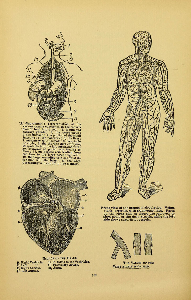 ^r^ diagrammatic representation of the, various organs concerned in the convert -eion of food into blood. —1, Mouth and ealivary glands ; 2, the oesophagus i S, the stomach; 4, a portion of the small lateatine ; 5, the pancreas ; 6,. the Jiver; 7, mescncery with lacteals; 8, receptacle of chyle; 9, the thoracic duct emptying, its contents into the left subclavian vein; .10, braouhes' of portal vein leading to- •jy^r : 11, an hepatic vein leading front yie liver to the large ascending vein ;, i-( the large ascending vein cut off at its junction with the heart ; 13, the largo descending vein c«t ofe in like maaner. Front view of the organs of circulation. Veins, black; arteries, witli transverse lines. Parts on the right side of figure are removed to show some of the deep vessels, while the left side shows superficial vessels. SECTI6S OF THE Heart. A. Right Ventricle. E, P, Inlets lo the Ventricles. B, Left *• O, Pulmonary Artery. C, Right Attriclc U, Aoitta, D. Lett Auriclor The Valves c7 !r6« VziSa BIQBLY' UAQMIFIEDk too