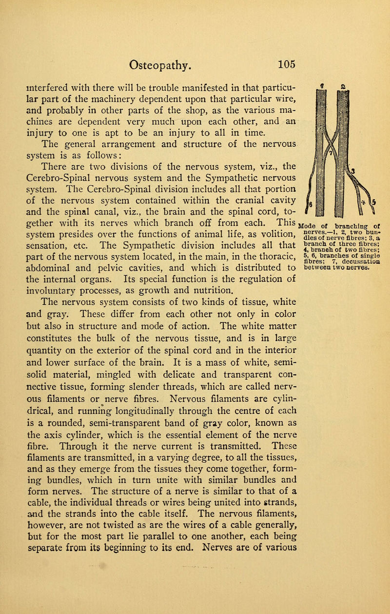 interfered with there will be trouble manifested in that particu- lar part of the machinery dependent upon that particular wire, and probably in other parts of the shop, as the various ma- chines are dependent very much upon each other, and an injury to one is apt to be an injury to all in time. The general arrangement and structure of the nervous system is as follows: There are two divisions of the nervous system, viz., the Cerebro-Spinal nervous system and the Sympathetic nervous system. The Cerebro-Spinal division includes all that portion of the nervous system contained within the cranial cavity and the spinal canal, viz., the brain and the spinal cord, to- gether with its nerves which branch off from each. This jj^^g p, branching of system presides over the functions of animal life, as volition, dfesof'nerve'fibYesr3''a sensation, etc. The Sympathetic division includes all that J'^braneh^ot^two fibres' part of the nervous system located, in the main, in the thoracic, |'«. branches of single *^ ■' ' ... fibres; 7, decussatiou abdominal and pelvic cavities, and which is distributed to between two nerves, the internal organs. Its special function is the regulation of involuntary processes, as growth and nutrition. The nervous system consists of two kinds of tissue, white and gray. These differ from each other not only in color but also in structure and mode of action. The white matter constitutes the bulk of the nervous tissue, and is in large quantity on the exterior of the spinal cord and in the interior and lower surface of the brain. It is a mass of white, semi- solid material, mingled with delicate and transparent con- nective tissue, forming slender threads, which are called nerv- ous filaments or nerve fibres. Nervous filaments are cylin- drical, and running longitudinally through the centre of each is a rounded, semi-transparent band of gray color, known as the axis cylinder, which is the essential element of the nerve fibre. Through it the nerve current is transmitted. These filaments are transmitted, in a varying degree, to all the tissues, and as they emerge from the tissues they come together, form- ing bundles, which in turn unite with similar bundles and form nerves. The structure of a nerve is similar to that of a cable, the individual threads or wires being united into strands, and the strands into the cable itself. The nervous filaments, however, are not twisted as are the wires of a cable generally, but for the most part lie parallel to one another, each being separate from its beginning to its end. Nerves are of various