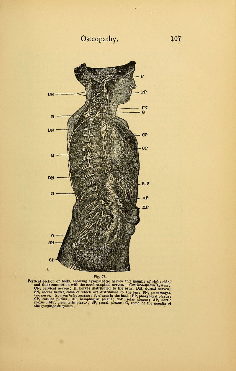 ScP Fig. 75. Vertical section of body, showing eyinpatbetic nerves and ganglia cf right elde^ and their connection with the cerebro-spinal nerves. — Cerebrospinal system: CN, cervical nerves; £, nerves distributed to the arm; DN, dorsal nerves;' SN, sacral nerves, eome of which are distributed to the lef;; PN, pneumogas- trip nerve. jSynipatheiic systctn : P, plexus ia the bead ; PP, pharyngeal plexus • CP, cardiac plexus, OP, oesophageal pluzus; SoP, solar plexus; AP aortic plexus, MP, mesetiUric plexu;*', SP, gacral plexus; G, some of the ganglia ol the symfatijetlc system., '    _ -
