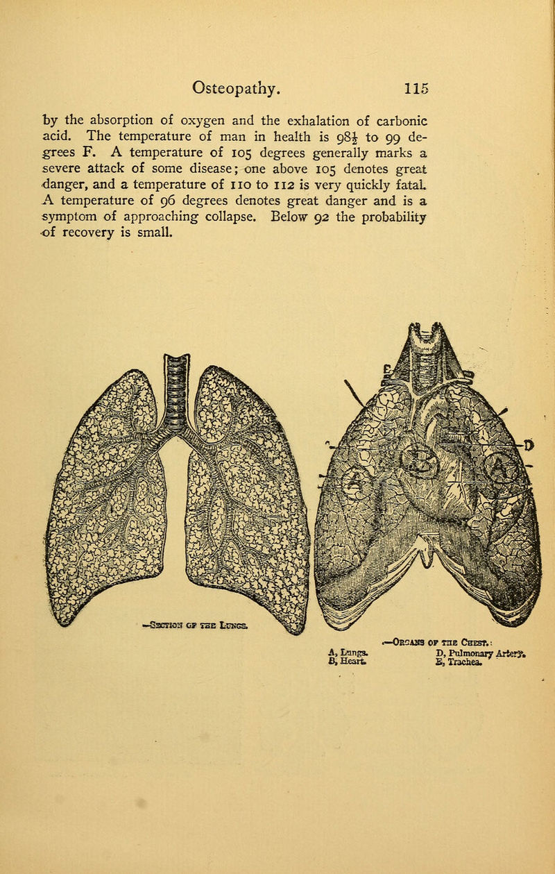 by the absorption of oxygen and the exhalation of carbonic acid. The temperature of man in health is 98^ to 99 de- uces F. A temperature of 105 degrees generally marks a severe attack of some disease; one above 105 denotes great danger, and a temperature of no to 112 is very quickly fataU A temperature of 96 degrees denotes great danger and is a symptom of approaching collapse. Below 92 the probability •of recovery is small. At Ltings. £, Heart. *—Oegams op the Chest.: D, Pulmonary ArierS» S. Ti3ciiea.