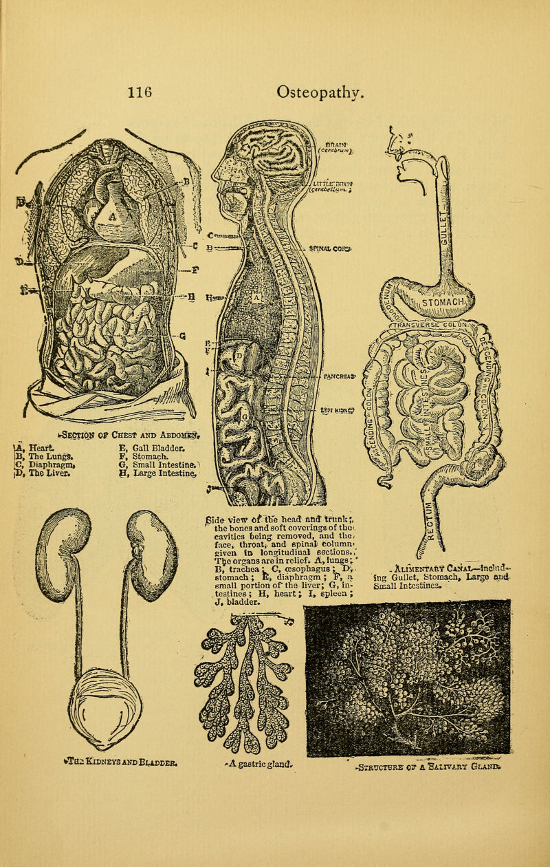 ^?CTi(y? OF Chest and AbdomeS* Heart. E, Gall Bladder. IB, The Lungs. F, Stomach. [C, Diaphragmj G, Small Intestine* 1 |I>, The l>iver. g, Large Intestine, li; Eide view tt tKe head atKi tfnnk;, ^ the bones and soft coverings of thd. cavities feeing removed, and the, face» throatj. and epinaj column' given ia longitudinal eections*,' T|je organs are in relief ^ A, lungs ; * B, trachea L C, oesophagus; Di> • stomach ; E> diaphragm ; ?, ;i (small portion of the liver; G, in- , testines; H, heart; I» spleen ; J, bladder. , ALIMENtARt CANAt/—Inclr.a- ing Gullet, Stomach, Large and Small Intestiuea, *Ta2 Kjdmbvs and Buddeb. 'A gas trie gland.. •SXKUCXUF.S' 02 a. SAirVARY &I,ACTS.