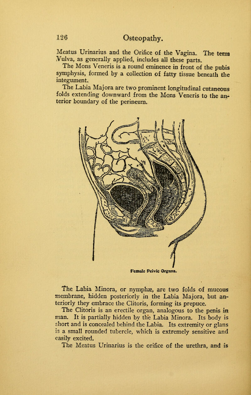 Meatus Urinarius and the Orifice of the Vagina. The term Vulva, as generally applied, includes all these parts. The Mons Veneris is a round eminence in front of the pubis symphysis, formed by a collection of fatty tissue beneath the integument. The Labia Majora are two prominent longitudinal cutaneous folds extending downward from the Mons Veneris to the an- terior boundary of the perineum. Peinale PeSvic Organs. The Labia Minora, or nymphas, are two folds of mucous membrane, hidden posteriorly in the Labia Majora, but an- teriorly they embrace the Clitoris, forming its prepuce. The Gitoris is an erectile organ, analogous to the penis in man. It is partially hidden by the Labia Minora. Its body is short and is concealed behind the Labia. Its extremity or glans is a small rounded tubercle, which is extremely sensitive and easily excited. The Meatus Urinarius is the orifice of the urethra, and is