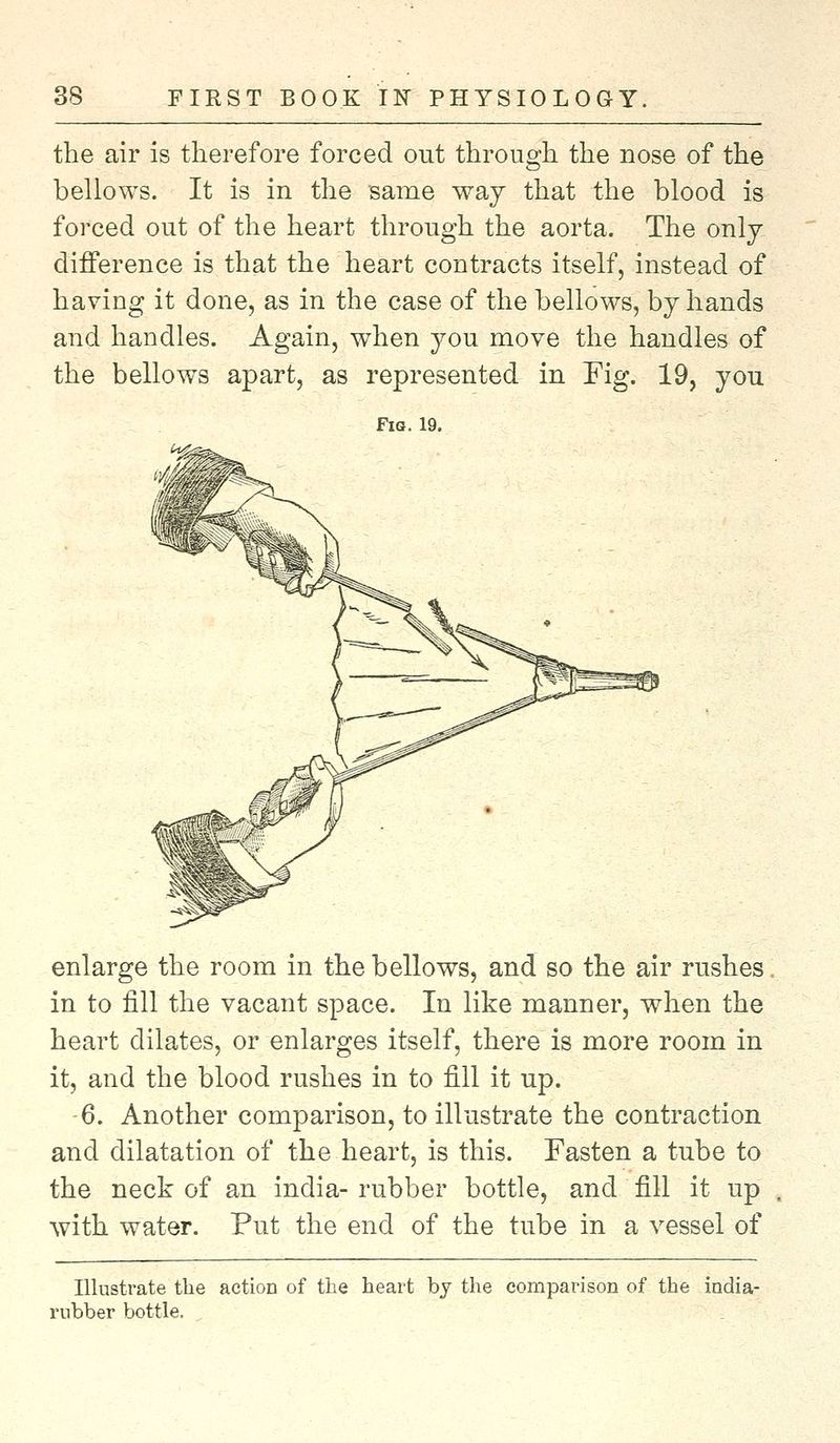 the air is therefore forced out through the nose of the bellows. It is in the same way that the blood is forced out of the heart through the aorta. The only difference is that the heart contracts itself, instead of having it done, as in the case of the bellows, by hands and handles. Again, when you move the handles of the bellows apart, as represented in Fig. 19, you Fig. 19. enlarge the room in the bellows, and so the air rushes in to fill the vacant space. In like manner, when the heart dilates, or enlarges itself, there is more room in it, and the blood rushes in to fill it up. 6. Another comparison, to illustrate the contraction and dilatation of the heart, is this. Fasten a tube to the neck of an india- rubber bottle, and fill it up with water. Put the end of the tube in a vessel of Illustrate the action of the heart by the comparison of the india- rubber bottle.