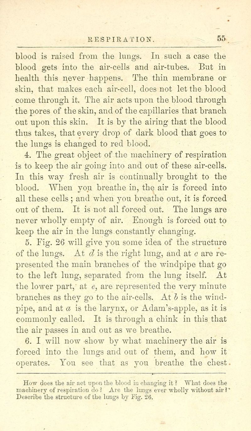 blood is raised from the lungs. In such a case the blood gets into the air-cells and air-tubes. But in health this never happens. The thin membrane or skin, that makes each air-cell, does not let the blood come through it. The air acts upon the blood through the pores of the skin, and of the capillaries that branch out upon this skin. It is by the airing that the blood thus takes, that every drop of dark blood that goes to the lungs is changed to red blood. 4. The great object of the machinery of respiration is to keep the air going into and out of these air-cells. In this way fresh air is continually brought to the blood. When you breathe in, the air is forced into all these cells; and when you breathe out, it is forced out of them. It is not all forced out. The lungs are never wholly empty of air. Enough is forced out to keep the air in the lungs. constantly changing. 5. Fig. 26 will give you some idea of the structure of the lungs. At d is the right lung, and at c are re- presented the main branches of the windpipe that go to the left lung, separated from the lung itself. At the lower part,' at 6, are represented the very minute branches as they go to the air-cells. At h is the wind- pipe, and at a is the larynx, or Adam's-apple, as it is commonly called. It is through a chink in this that the air passes in and out as we breathe. 6. I will now show by what machinery the air is forced into the lungs and out of them, and how it operates. You see that as you breathe the chest How does the air act upon the blood in changing it ? What does the machinery of respiration do ? Are the luDgs ever wholly without air?' Describe the structure of the lungs by Fig. 26.