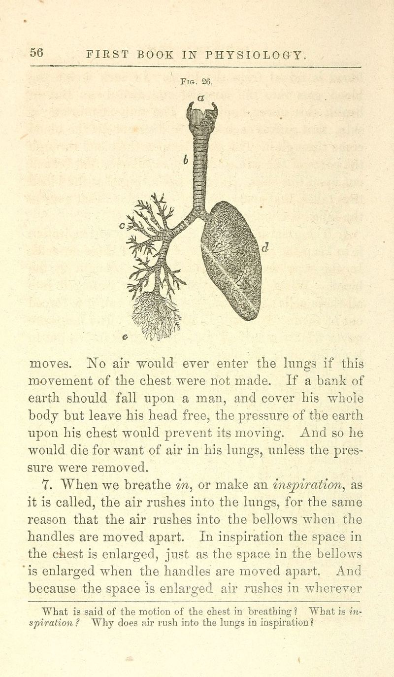 moves. No air would ever enter the lungs if this movement of the chest were not made. If a bank of earth should fall upon a man, and cover his whole body but leave his head free, the pressure of the earth upon his chest would prevent its moving. And so he would die for want of air in his lungs, unless the pres- sure were removed. 7. When we breathe in, or make an inspiration, as it is called, the air rushes into the lungs, for the same reason that the air rushes into the bellows when the handles are moved apart. In inspiration the space in the chest is enlarged, just as the space in the bellows is enlarged when the handles are moved apart. And because the space is enlarged air rushes in wherever What is said of the motion of the chest in breathing ? What is in- spiration ? Why does air rush into the lungs in inspiration ?