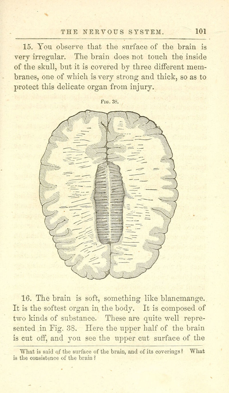 15. You observe that the surface of the brain is very irregular. The brain does not touch the inside of the skull, but it is covered by three different mem- branes, one of which is very strong and thick, so as to protect this delicate organ from injury. Fig. 33. 16. The brain is soft, something like blancmange. It is the softest organ in the body. It is composed of two kinds of substance. These are quite well repre- sented in Fig. 38. Here the upper half of the brain is cut off, and you see the upper cut surface of the What is said o.f the surface of the brain, and of its coverings ? What is the consistence of the brain ?