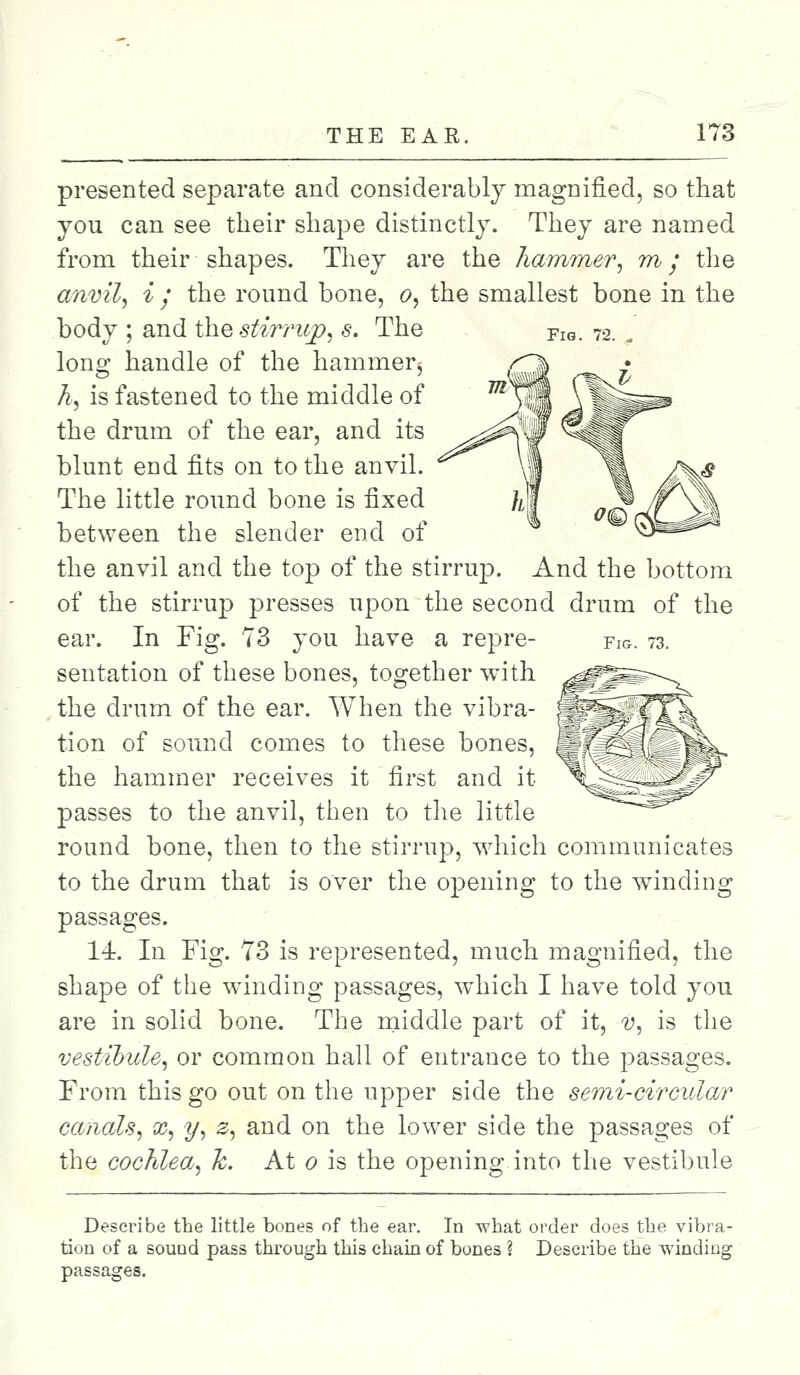 presented separate and considerably magnified, so that you can see their shape distinctly. They are named from their shapes. They are the hammer, mj the anvil, i / the round bone, o, the smallest bone in the body ; and the stirrup, s. The long handle of the hammer^ h, is fastened to the middle of the drum of the ear, and its blunt end fits on to the anvil. The little round bone is fixed between the slender end of the anvil and the top of the stirrup. And the bottom of the stirrup presses upon the second drum of the ear. In Fig. 73 you have a repre- sentation of these bones, together with the drum of the ear. When the vibra- tion of sound comes to these bones, the hammer receives it first and it- passes to the anvil, then to the little round bone, then to the stirrup, which communicates to the drum that is over the opening to the winding passages. 14. In Fig. 73 is represented, much magnified, the shape of the winding passages, which I have told you are in solid bone. The middle part of it, v, is the vestibule, or common hall of entrance to the passages. From this go out on the upper side the semi-circular canals, x, y, z, and on the lower side the passages of the cochlea, Jc. At o is the opening into the vestibule Describe the little bones of the ear. In what order does the vibra- tion of a sound pass through this chain of bones ? Describe the winding passages.