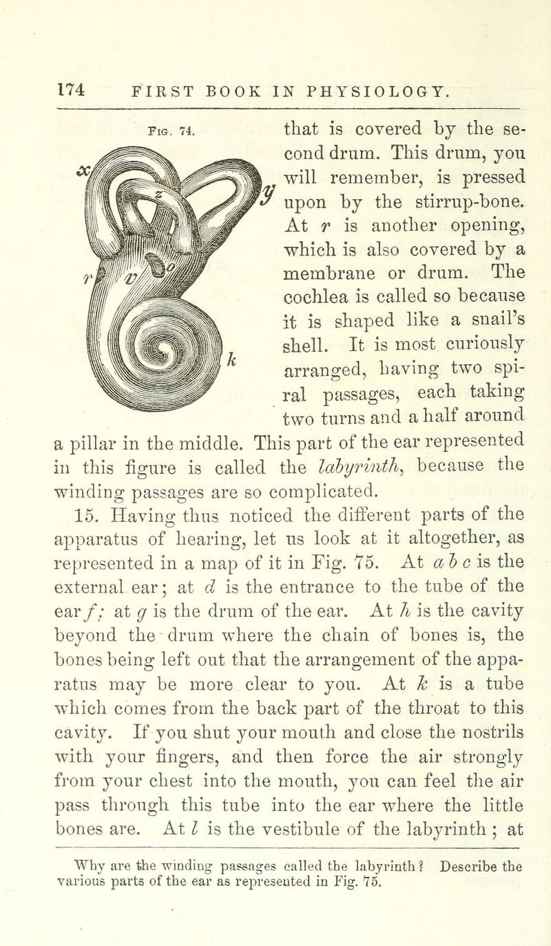 that is covered by the se- cond drum. This drum, you will remember, is pressed upon by the stirrup-bone. At r is another opening, which is also covered by a membrane or drum. The cochlea is called so because it is shaped like a snail's shell. It is most curiously arranged, having two spi- ral passages, each taking two turns and a half around a pillar in the middle. This part of the ear represented in this figure is called the labyrinth, because the winding passages are so complicated. 15. Having thus noticed the different parts of the apparatus of hearing, let us look at it altogether, as represented in a map of it in Fig. 75. At a ~b c is the external, ear; at d is the entrance to the tube of the ear/; at g is the drum of the ear. At h is the cavity beyond the drum where the chain of bones is, the bones being left out that the arrangement of the appa- ratus may be more clear to you. At h is a tube which comes from the back part of the throat to this cavity. If you shut your mouth and close the nostrils with your fingers, and then force the air strongly from your chest into the mouth, you can feel the air pass through this tube into the ear where the little bones are. At I is the vestibule of the labyrinth ; at Why are the winding passages called the labyrinth ? Describe the various parts of the ear as represented in Fig. 75.