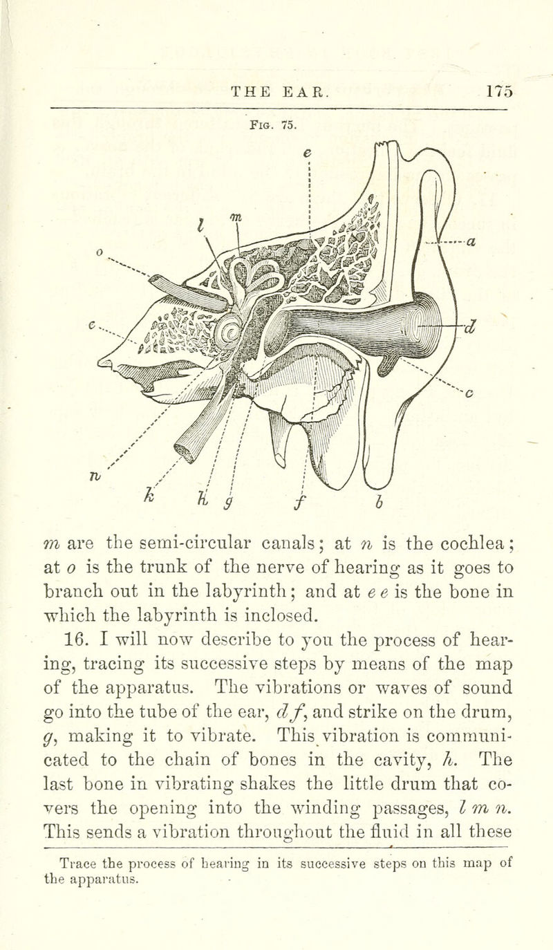 Fig. 75. m are the semi-circular canals; at n is the cochlea; at o is the trunk of the nerve of hearing as it goes to branch out in the labyrinth; and at e e is the bone in which the labyrinth is inclosed. 16. I will now describe to you the process of hear- ing, tracing its successive steps by means of the map of the apparatus. The vibrations or waves of sound go into the tube of the ear, elf, and strike on the drum, <7, making it to vibrate. This vibration is communi- cated to the chain of bones in the cavity, h. The last bone in vibrating shakes the little drum that co- vers the opening into the winding passages, I m n. This sends a vibration throughout the fluid in all these Trace the process of bearing in its successive steps on this map of the apparatus.