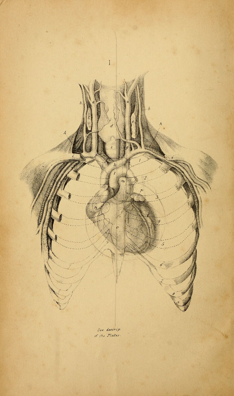 VA See Aeserip- vf the Halts.