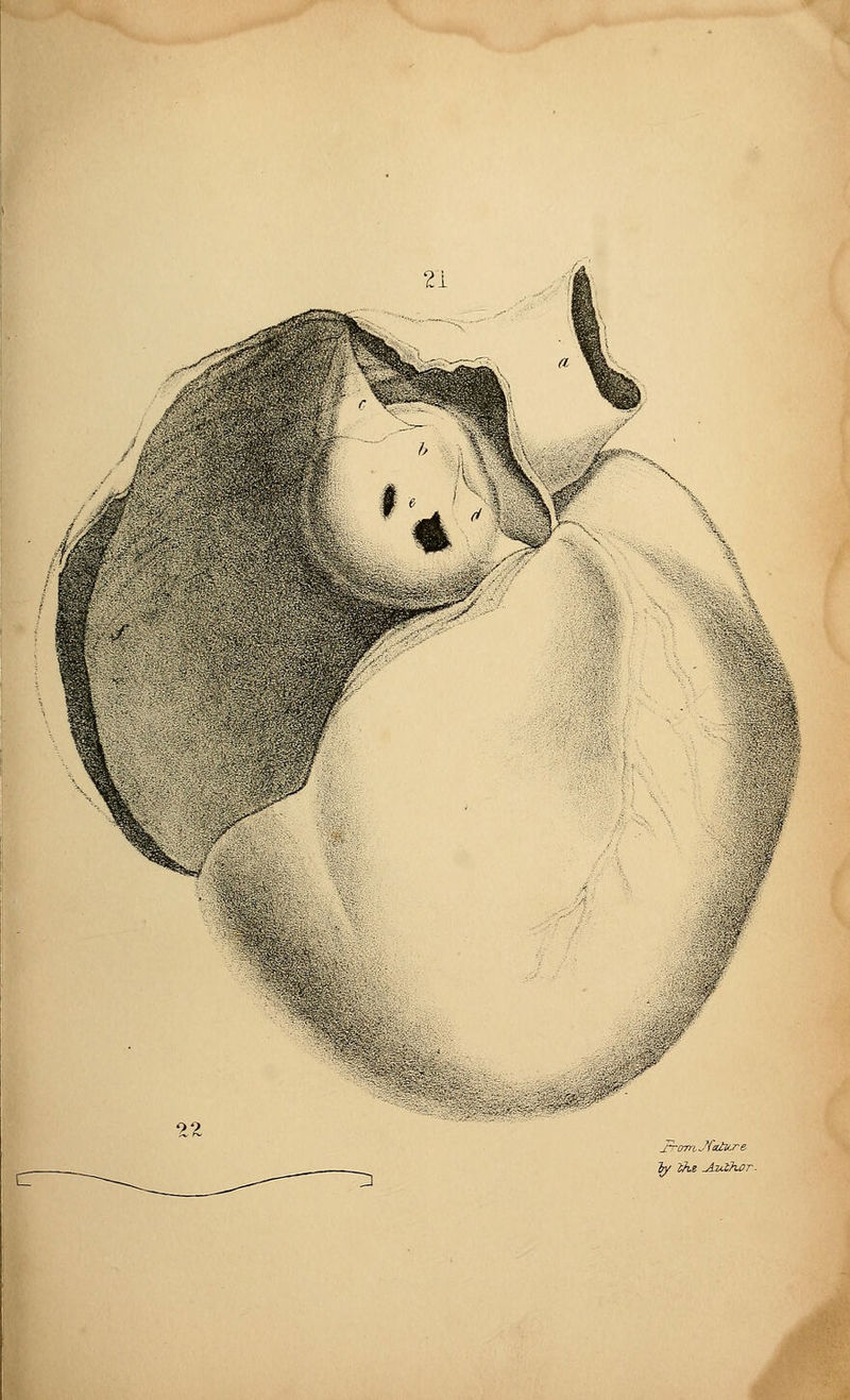 0-» 22 JTOTriJ'failt.re Try the .Author-