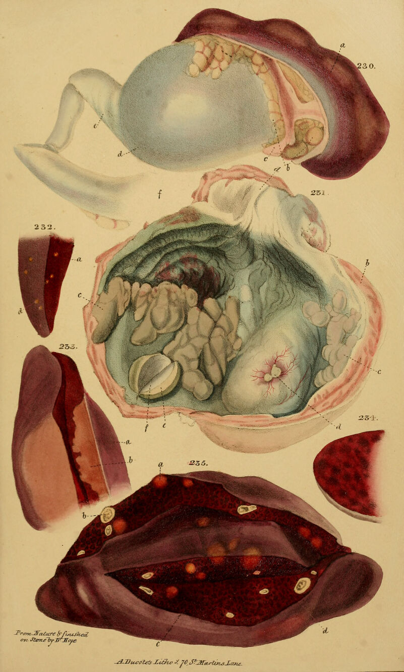 23] 232 on. Stffn£hyJK:Eope -.dJJuvale'jXc3u> •>'. J0^Jfiar4iorti^usJ,ane.