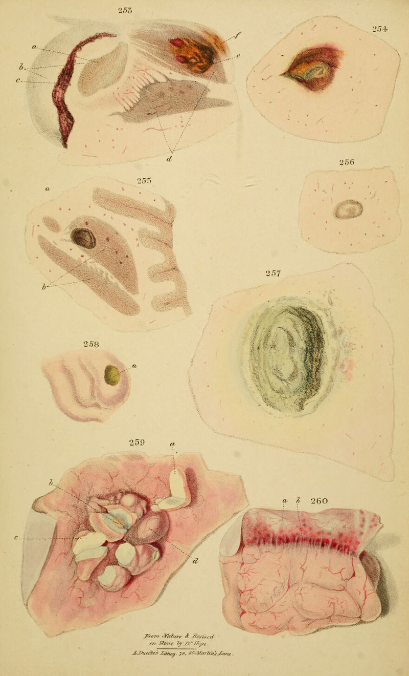 2jr> ..'. .-/ L'.T+ 259 2r57 256 !^8 «- /? 260 .»r*<- / / r ,^4^=^'