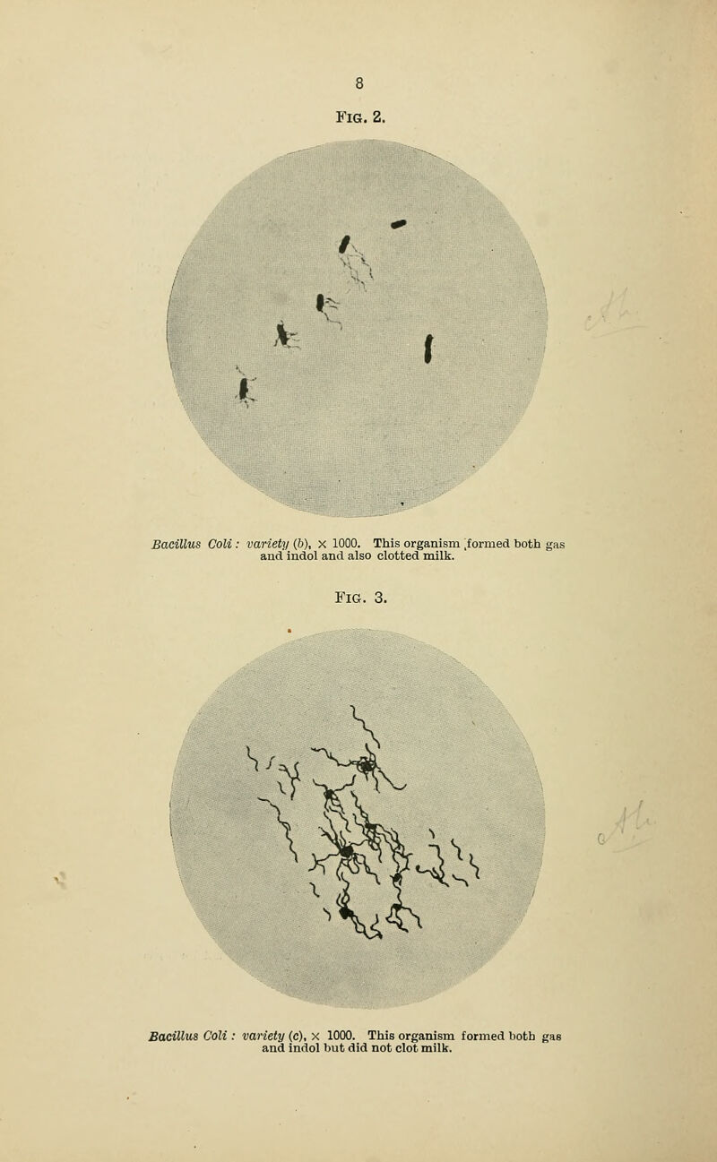 BaciUus Coli : variety (&), X 1000. This organism .formed both gas and indol and also clotted milk. Fia. 3. Eacillus Coli : variety (c), x 1000. This organism formed both gas