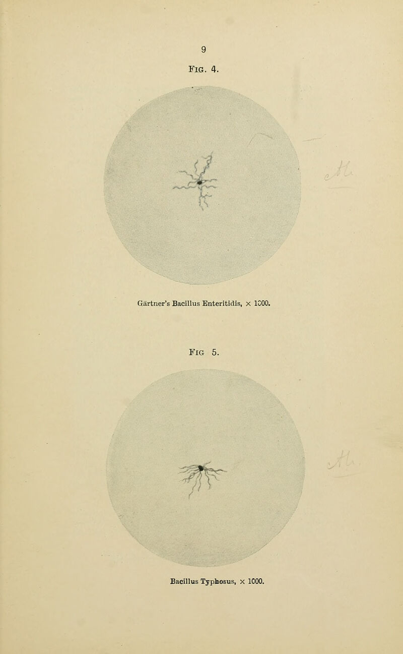 Fig. 4. Gartner's Bacillus Enteritidis, X ICOO. Fig 5. Bacillus Typhosus, X 1000.