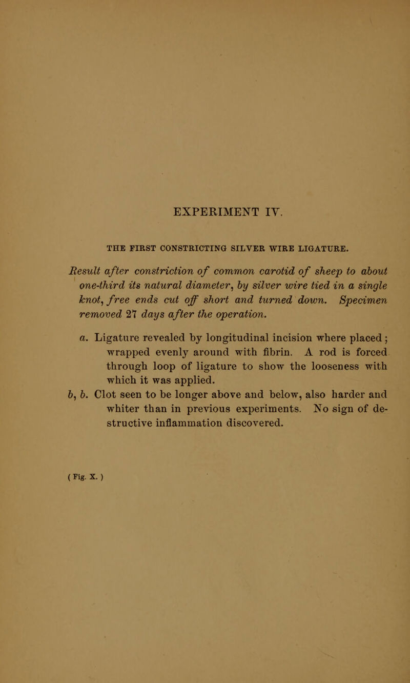 THE FIRST CONSTRICTING SILVER WIRE LIGATURE. Result after constriction of common carotid of sheep to about one-third its natural diameter, by silver wire tied in a single knot, free ends cut off short and turned down. Specimen removed 2*7 days after the operation. a. Ligature revealed by longitudinal incision where placed ; wrapped evenly around with fibrin. A rod is forced through loop of ligature to show the looseness with which it was applied. 6, b. Clot seen to be longer above and below, also harder and whiter than in previous experiments. No sign of de- structive inflammation discovered.