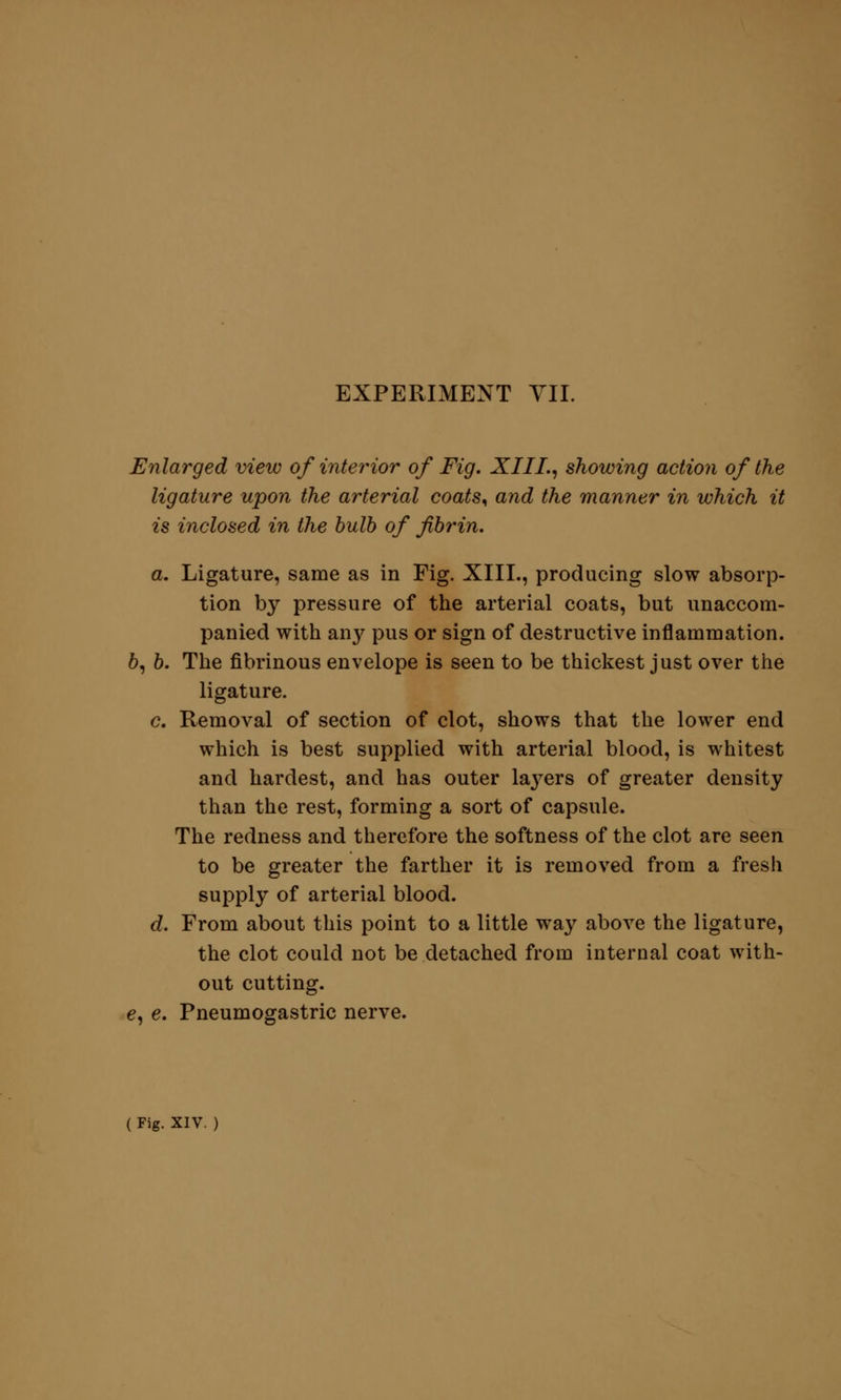 Enlarged view of interior of Fig. XIII., showing action of the ligature upon the arterial coats, and the manner in which it is inclosed in the bulb of fibrin. a. Ligature, same as in Fig. XIII., producing slow absorp- tion by pressure of the arterial coats, but unaccom- panied with an}' pus or sign of destructive inflammation. 6, b. The fibrinous envelope is seen to be thickest just over the ligature. c. Removal of section of clot, shows that the lower end which is best supplied with arterial blood, is whitest and hardest, and has outer laj'ers of greater density than the rest, forming a sort of capsule. The redness and therefore the softness of the clot are seen to be greater the farther it is removed from a fresh supply of arterial blood. d. From about this point to a little way above the ligature, the clot could not be detached from internal coat with- out cutting. e, e. Pneumogastric nerve.