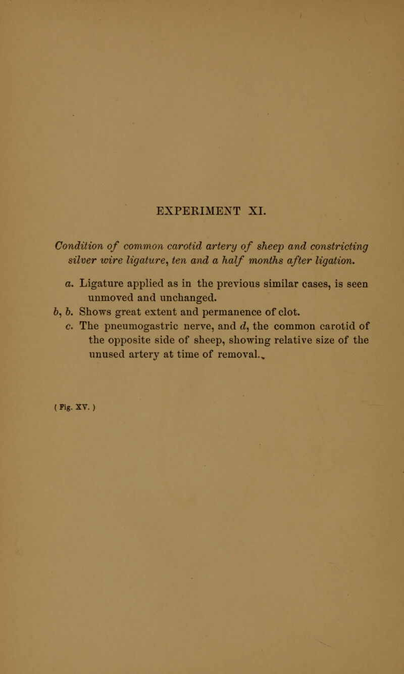 Condition of common carotid artery of sheep and constricting silver wire ligature, ten and a half months after ligation. a. Ligature applied as in the previous similar cases, is seen unmoved and unchanged. 6, b. Shows great extent and permanence of clot. c. The pneumogastric nerve, and d, the common carotid of the opposite side of sheep, showing relative size of the unused artery at time of removal. „