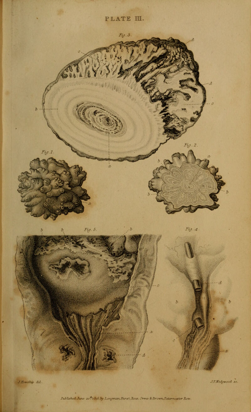 FO.3. Fig.S. .■i ry 4- II hip del . J.T.Wedowood so. Published,June. 2o.idi6.hy.LjrKmunJ1'Ms':^U^'s. Qrm£ i:Brjwn>,*?aterno&tcrRoiv.