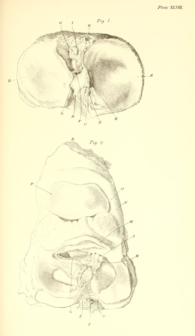 Mate XLYEQ:. Fin. 1. 3-' ' tr^ 2 t -^ M /,' .^\ >M