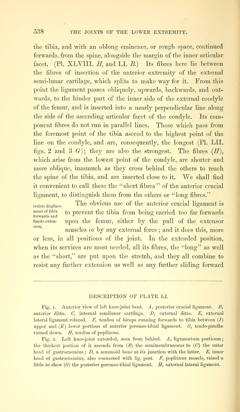 the tibia, and with an oblong eminence, or rough space, continued forwards, from the spine, alongside the margin of the inner articular facet. (PI. XLVIII. li, and LI. B.) Its fibres here lie between the fibres of insertion of the anterior extremity of the external semi-lunar cartilage, which splits to make way for it. From this point the ligament passes obliquely, upwards, backwards, and out- wards, to the hinder part of the inner side of the external condyle of the femur, and is inserted into a nearly perpendicular line along the side of the ascending articular facet of the condyle. Its com- ponent fibres do not run in parallel lines. Those which pass from the foremost point of the tibia ascend to the highest point of the line on the condyle, and are, consequently, the longest (PI. LII. figs. 2 and 3 G)] they are also the strongest. The fibres (IT), which arise from the lowest point of the condyle, are shorter and more oblique, inasmuch as they cross behind the others to reach the spine of the tibia, and are inserted close to it. We shall find it convenient to call these the short fibres  of the anterior crucial ligament, to distinguish them from the others or long fibres. resists displace- '^^^^ obvious usc of the aiitcrior crucial ligament is ment of tibia ^q prevcut the tibia from being carried too far forwards forwards and ^ limits exten- upoii the fcmur, either by the pull of the extensor muscles or by any external force; and it does this, more or less, in all positions of the joint. In the extended position, when its services are most needed, all its fibres, the long as well as the short, are put upon the stretch, and they all combine to resist any further extension as well as any farther sliding forward DESCRIPTION OF PLATE LI. Fig. I. Anterior view of left knee-joint bent. A, posterior crucial ligament. B, anterior ditto. C, internal semilunar cartilage. D, external ditto. E, external lateral ligament relaxed. F, tendon of biceps running forwards to tibia between (7) upper and {K) lower portions of anterior peroneo-tibial ligament. G, tendo-patellse turned down. H, tendon of poplitteus. Fig. '2. Left knee-joint extended, seen from behind. A, ligamentum posticum; the thickest portion of it ascends from {B) the semimembranosus to (C) the outer head of gastrocnemius; D, a sesamoid bone at its junction with the latter. E, inner head of gastrocnemius, also connected with lig. post. F, poplitseus muscle, raised a little to shew {G) the posterior peroneo-tibial ligament. H, external lateral ligament.