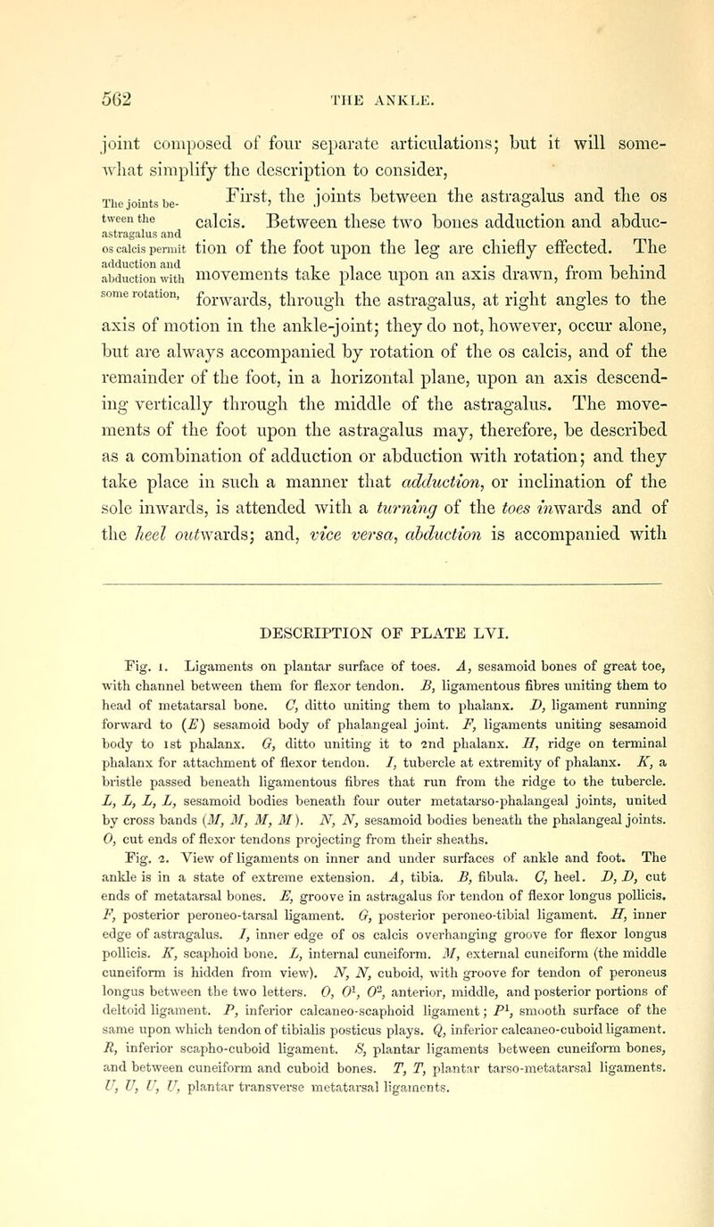 joint composed of four separate articulations; but it will some- Avliat simplify the description to consider, The joints be- First, the joiuts bctwcen the astragalus and the os tween the calcis. Betwccn these two bones adduction and abduc- astragalus and OS calcis permit tiou of the foot upou tlic leg are chiefly effected. The adduction and , , i i • i c i i • ^ abduction with movcments take place upon an axis drawn, Irom benma some rotation, foj-^j^i-j^s^ through the astragalus, at right angles to the axis of motion in the ankle-joint; they do not, however, occur alone, but are always accompanied by rotation of the os calcis, and of the remainder of the foot, in a horizontal plane, upon an axis descend- ing vertically through the middle of the astragalus. The move- ments of the foot upon the astragalus may, therefore, be described as a combination of adduction or abduction with rotation; and they take place in such a manner that adduction, or inclination of the sole inwards, is attended with a turning of the toes wzwards and of the heel otf^wards; and, vice versa, abduction is accompanied with DESCRIPTION OF PLATE LVI. Fig. I. Ligaments on plantar surface oi toes. A, sesamoid bones of great toe, with channel between them for flexor tendon. B, ligamentous fibres uniting them to head of metatarsal bone. C, ditto uniting them to phalanx. D, ligament running forward to {E) sesamoid body of phalangeal joint. F, ligaments uniting sesamoid body to 1st phalanx. 0, ditto uniting it to 2nd phalanx. H, ridge on terminal phalanx for attachment of flexor tendon. I, tubercle at extremity of phalanx. K, a bristle passed beneath ligamentous fibres that run from the ridge to the tubercle. L, L, L, L, sesamoid bodies beneath four outer metatarso-phalangeal joints, united by cross bands {M, M, M, M). N, N, sesamoid bodies beneath the phalangeal joints. 0, cut ends of flexor tendons projecting from their sheaths. Fig. 1. View of ligaments on inner and under surfaces of ankle and foot. The ankle is in a state of extreme extension. A, tibia. B, fibula. C, heel. D, D, cut ends of metatarsal bones. E, groove in astragalus for tendon of flexor longus poUicis. F, posterior peroneo-tarsal ligament. G, posterior peroneo-tibial ligament. IT, inner edge of astragalus. /, inner edge of os calcis overhanging groove for flexor longus pollicis. K, scaphoid bone. L, internal cuneiform. M, external cuneiform (the middle cuneiform is hidden from view). N, N, cuboid, with groove for tendon of peroneus longus between the two letters. 0, 0^, 0'^, anterior, middle, and posterior portions of deltoid ligament. P, inferior calcaneo-scaphoid ligament; P^, smooth surface of the same upon which tendon of tibialis posticus plays. Q,, inferior calcaneo-cuboid ligament. R, inferior scapho-cuboid ligament. S, plantar ligaments between cuneiform bones, and between cuneiform and cuboid bones. T, T, plantar tarso-metatarsal ligaments, U, U, U, U, plantar transverse metatarsal ligaments.
