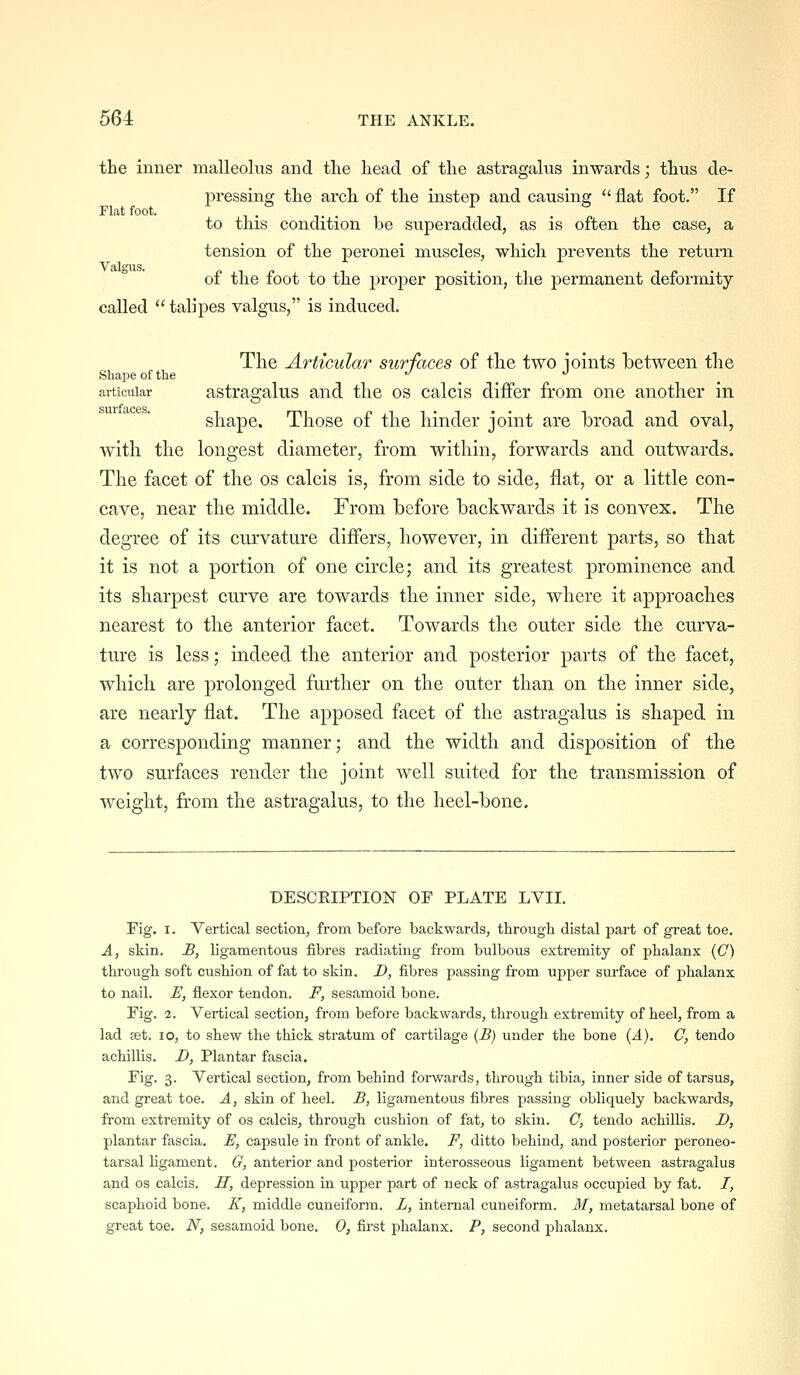 the inner malleolus and the head of the astragalus inwards; thus de- pressing the arch of the instep and causing  flat foot. If Flat foot. ,. . , to tins condition be superadded, as is often the case, a tension of the peronei muscles, which prevents the return of the foot to the proper position, the permanent deformity called  talipes valgus, is induced. The Articular surfaces of the two ioints Ibetween the Shape of the . . articular astragalus and the os calcis differ from one another in shape. Those of the hinder joint are broad and oval, with the longest diameter, from within, forwards and outwards. The facet of the os calcis is, from side to side, flat, or a little con- cave, near the middle. From before backwards it is convex. The degree of its curvature differs, however, in different parts, so that it is not a portion of one circle; and its greatest prominence and its sharpest curve are towards the inner side, where it approaches nearest to the anterior facet. Towards the outer side the curva- ture is less; indeed the anterior and posterior parts of the facet, which are prolonged further on the outer than on the inner side, are nearly flat. The apposed facet of the astragalus is shaped in a corresponding manner; and the width and disposition of the two surfaces render the joint well suited for the transmission of weight, from the astragalus, to the heel-bone. DESCRIPTION OF PLATE LVII. Fig. I. Vertical section, from before backwards, through distal part of great toe. A, skin. B, ligamentous fibres radiating from bulbous extremity of phalanx (C) through soft cushion of fat to skin. D, fibres passing from upper surface of phalanx to nail. E, flexor tendon. F, sesamoid bone. Fig. 2. Vertical section, from before backwards, through extremity of heel, from a lad set. lo, to shew the thick stratum of cartilage {B) under the bone {A), C, tendo achillis. D, Plantar fascia. i'ig- 3- Vertical section, from behind forwards, through tibia, inner side of tarsus, and great toe. A, skin of heel. B, ligamentous fibres passing obliquely backwards, from extremity of os calcis, through cushion of fat, to skin. C, tendo achillis. D, plantar fascia. E, capsule in front of ankle. F, ditto behind, and posterior peroneo- tarsal ligament. G, anterior and posterior interosseous ligament between astragalus and OS calcis. H, depression in upper part of neck of astragalus occupied by fat. I, scaphoid bone. K, middle cuneiform. L, internal cuneiform. M, metatarsal bone of great toe. N, sesamoid bone. 0, first phalanx. P, second phalanx.
