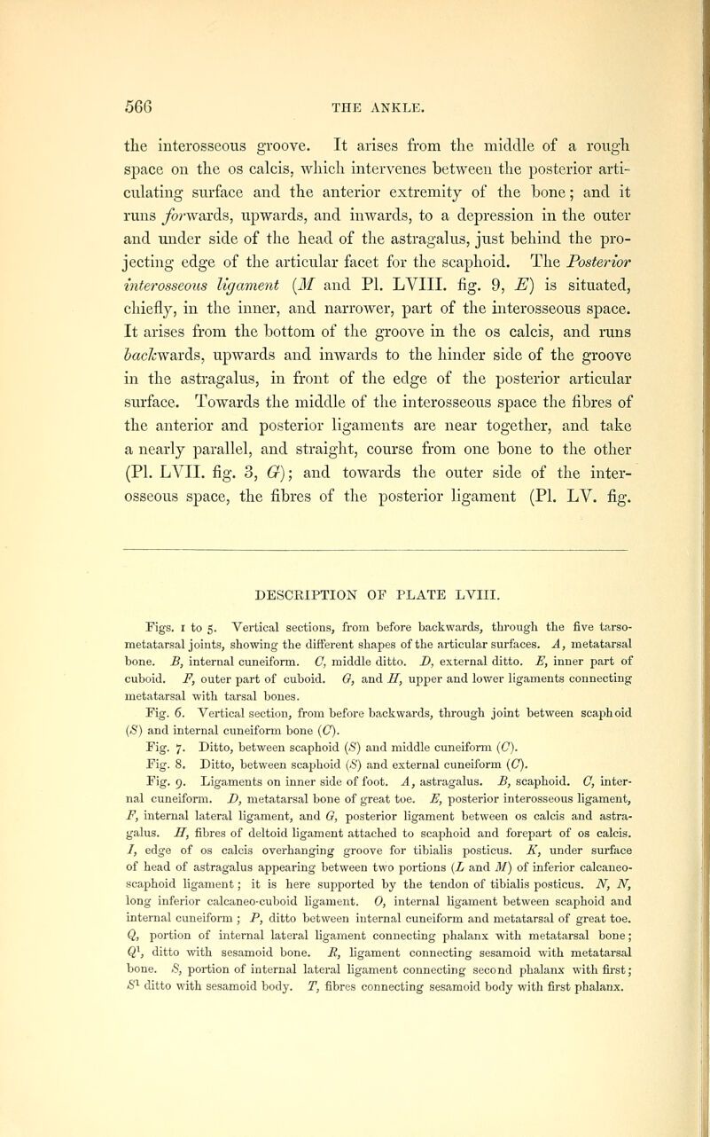 the interosseous gi-oove. It arises from the middle of a rough space on the os calcis, which intervenes between the posterior arti- culating surface and the anterior extremity of the hone; and it runs forwards, upwards, and inwards, to a depression in the outer and under side of the head of the astragalus, just behind the pro- jecting edge of the articular facet for the scaphoid. The Posterior interosseous ligament [M and PI. LVIII. fig. 9, E) is situated, chiefly, in the inner, and narrower, part of the interosseous space. It arises from the bottom of the groove in the os calcis, and runs Sac^wards, upwards and inwards to the hinder side of the groove in the astragalus, in front of the edge of the posterior articular surface. Towards the middle of the interosseous space the fibres of the anterior and posterior ligaments are near together, and take a nearly parallel, and straight, course from one bone to the other (PL LVII. fig. 3, G)\ and towards the outer side of the inter- osseous space, the fibres of the posterior ligament (PI. LV. fig. DESCRIPTION OF PLATE LVIII. Figs. I to 5. Vertical sections, from before backwards, through the five ta.rso- metatarsal joints, showing the different shapes of the articular surfaces. A, metatarsal bone. B, internal cuneiform. C, middle ditto. D, external ditto. E, inner part of cuboid. F, outer part of cuboid. 0, and H, upper and lower ligaments connecting metatarsal with tarsal bones. Fig. 6. Vertical section, from before backwards, through joint between scaphoid {S) and internal cuneiform bone (C). Fig. 7. Ditto, between scaphoid (<S') and middle cuneiform (C). Fig. 8. Ditto, between scaphoid (>S') and external cuneiform (C). Fig, 9. Ligaments on inner side of foot. A, astragalus. B, scaphoid, O, inter- nal cuneiform. D, metatarsal bone of great toe. E, posterior interosseous ligament, F, internal lateral ligament, and G, posterior ligament between os calcis and astra- galus. H, fibres of deltoid ligament attached to scaphoid and forepart of os calcis. /, edge of OS calcis overhanging groove for tibialis posticus. K, under surface of head of astragalus appearing between two portions {L and M) of inferior calcaneo- scaphoid ligament; it is here supported by the tendon of tibialis posticus. N, N, long inferior calcaneo-cuboid ligament. 0, internal ligament between scaphoid and internal cuneiform ; P, ditto between internal cuneiform and metatarsal of great toe. Q, portion of internal lateral ligament connecting phalanx with metatarsal bone; Q}, ditto with sesamoid bone. R, ligament connecting sesamoid with metatarsal bone. »S, portion of internal lateral ligament connecting second phalanx with first; /S'^ ditto with sesamoid body. T, fibres connecting sesamoid body with first phalanx.
