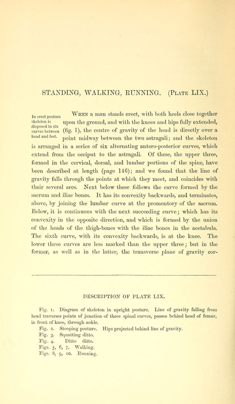 STANDK^a, WALKING, EUNNING. (Plate LIX.) r . . When a man stands erect, -with both heels close together In erect posture ' ° skeleton is upon the ground, and with the knees and hips fiilly extended, disposed in six ,r> i\ i n • fiii-T curves between (fig- 1), the Centre 01 gravity of the head is directly over a head and feet. -^qI^i midway between the two astragali; and the skeleton is arranged in a series of six alternating antero-posterior curves, which extend from the occiput to the astragali. Of these, the upper three, formed in the cervical, dorsal, and lumbar portions of the spine, have been described at length (page 146); and we foimd that the line of gravity falls through the points at which they meet, and coincides with their several arcs. Next below these follows the curve formed by the sacrum and iliac bones. It has its convexity backwards, and terminates, above, by joining the lumbar curve at the promontory of the sacrum. Below, it is continuous with the next succeeding curve; which has its convexity in the opposite direction, and which is formed by the union of the heads of the thigh-bones with the iliac bones in the acetabula. The sixth curve, with its convexity backwards, is at the knee. The lower three curves are less marked than the upper three; but in the former, as well as in the latter, the transverse plane of gravity cor- DESCRIPTION OF PLATE LIX. Fig. I. Diagram of skeleton in upright posture. Line of gravity falling from head traverses points of junction of three spinal curves, passes behind head of femur, in front of knee, through ankle. Fig. 2. Stooping posture. Hips projected behind line of gravity. Fig. 3. Squatting ditto. Fig. 4. Ditto ditto. Figs. 5, 6, 7. Walking.