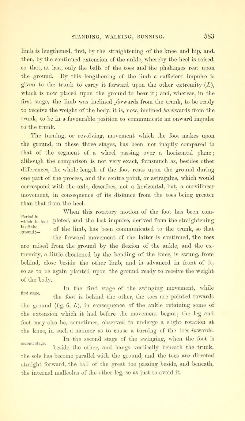 limb is lengthened, first, by the straightening of the knee and hip, and, then, by the continued extension of the ankle, whereby the heel is raised, so that, at last, only the balls of the toes and the phalanges rest npon the groimd. By this lengthening of the limb a sufficient impulse is given to the trimk to carry it forward upon the other extremity (Z), which is now placed upon the ground to bear it; and, whereas, in the first stage, the limb was inclined ybi'wards from the trunk, to be ready to receive the weight of the body, it is, now, inclined 6«c^'wards from the trunk, to be in a favourable position to communicate an onward impulse to the trunk. The turning, or revolving, movement which the foot makes upon the groimd, in these three stages, has been not inaptly compared to that of the segment of a wheel passing over a horizontal plane; although the comparison is not very exact, foi'asmuch as, besides other differences, the whole length of the foot rests upon the ground during one part of the process, and the centre point, or astragalus, which would correspond with the axle, describes, not a horizontal, but, a curvilinear movement, in consequence of its distance from the toes being greater than that from the heel. When this rotatory motion of the foot has been corn- Period in . ii-ip 1 • T • which the foot plcted, and the last impulse, derived from the straightening isoflfthe ^£ ^-[^g limb, has been communicated to the trunk, so that ground;— ' ' the forward movement of the latter is continued, the toes are raised from the ground by the flexion of the ankle, and the ex- tremity, a little shortened by the bending of the knee, is swung, from behind, close beside the other limb, and is advanced in front of it, so as to be again jDlanted upon the groimd ready to receive the weight of the body. In the first stage of the swinging movement, while first stage, . _ - the foot is behind the other, the toes are pointed towards the gTound (fig. 6, Z), in consequence of the ankle retaining some of the extension which it had before the movement began; the leg and foot may also be, sometimes, observed to undergo a slight rotation at the knee, in such a manner as to cause a turning of the toes ^'^^wards. In the second stage of the swinging, when the foot is second stage, beside the other, and hangs vertically beneath the trunk, the sole has become parallel with the ground, and the toes are dii-ected straight forward, the ball of the great toe passing beside, and beneath, the internal malleolus of the other leg, so as just to avoid it.