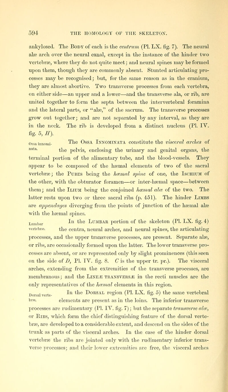 ankylosed. The Body of each is the centrum (PL LX. fig. 7). The neural alse arch over the neui'al canal, except in the instance of the hinder two vertebrae, where they do not quite meet; and neural spines may be formed upon them, though they are commonly absent. Stunted articulating pro- cesses may be recognised; but, for the same reason as in the cranium, they are almost abortive. Two transverse processes from each vertebra, on either side—an ujDper and a lower—and the transverse ala, or rib, are united together to form the septa between the intervertebral foramina and the lateral parts, or alse, of the sacrum. The transverse processes grow out together; and are not separated by any interval, as they are in the neck. The rib is developed from a distinct nucleus (PL IV. fig. 5, //). Ossainnomi- 'I^iQ OssA Innominata constitute the viscejxil arches of ^*-^- the pelvis, enclosing the urinary and genital organs, the tei-minal portion of tlie alimentary tube, and the blood-vessels. They appear to be composed of the hsemal elements of two of the sacral vertebrse; the Pubes being the hcemal spine of one, the Ischium of the other, with the obturator foramen—or inter-lisemal space—between them; and the Ilium being the conjoined hcemal alee of the two. The latter rests upon two or three sacral ribs (p. 451). The hinder Limbs are appendages diverging from the points of junction of the hsemal alse with the haemal spines. Lumbar ^^ ^^^^ LuMBAR portion of the skeleton (PL LX. fig. 4) vertebrae. the Centra, neural arches, and neural spines, the articulating processes, and the upper transverse processes, are present. Separate alse, or ribs, are occasionally formed upon the latter. The lower transverse pro- cesses are absent, or are represented only by slight prominences (this seen on the side of B, PL lY. fig. 8. C is the upper tr. pr.). The visceral arches, extending from the extremities of the transverse processes, are membranous; and the Lineje tkansvers^ in the recti muscles are the only representatives of the hcemal elements in this region, -p J... J , In the Dorsal region (PL LX. fig. 5) the same vertebral brfe. elements are jiresent as in the loins. The inferior transverse processes are rudimentary (PL IV. fig. 7); but the sepai'ate transverse alee, or Ribs, which form the chief distinguishing feature of the dorsal Verte- brae, are developed to a considerable extent, and descend on the sides of the trunk as parts of the visceral arches. In the case of the hinder dorsal vertebrae the ribs are jointed only with the rudimentary inferior trans- verse processes; and their lower exti'emities are free, the visceral arches
