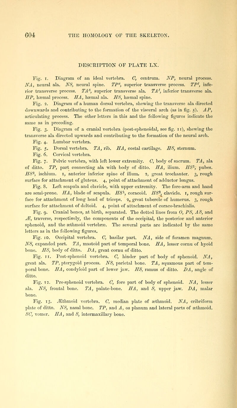 DESCRIPTION OF PLATE LX. Eig. I. Diagram of an ideal vertebra. C, centrum. NP, neural process. NA, neural ala. NS, neural spine. TP^, superior transverse process. TP^, infe- rior transverse process. TA^, superior transverse ala. TA^, inferior transverse ala. IIP, haemal process. HA, haemal ala. HS, haemal spine. Fig. 2. Diagram of a human dorsal vertebra, shewing the transverse ala directed downwards and contributing to the formation of the visceral arch (as in fig. 5). AP, articulating process. The other letters in this and the following figures indicate the same as in preceding. Fig. 3. Diagram of a cranial vertebra (post-sphenoidal, see fig. 11), shewing the transverse ala directed upwards and contributing to the formation of the neural arch. Fig. 4. Lumbar vertebra. Fig. 5. Dorsal vei-tebra. TA, rib. IIA, costal cartilage. ES, sternum. Fig. 6. Cervical vertebra. Fig. 7. Pelvic vertebra, with left lower extremity. C, body of sacrum. TA, ala of ditto. TP, part connecting ala with body of ditto. HA, ilium. IIS^, pubes. HS^, ischium, i, anterior inferior spine of ilium. 1, great trochanter. 3, rough surface for attachment of gluteus. 4, point of attachment of adductor longus. Fig. 8. Left scapula and clavicle, with upper extremity. The fore-arm and hand are semi-prone. HA, blade of scapula. HS^, coracoid. HS^, clavicle, r, rough sur- face for attachment of long head of triceps. iy great tubercle of humerus. 3, rough surface for attachment of deltoid. 4, point of attachment of coraco-brachialis. Fig. 9. Cranial bones, at birth, separated. The dotted lines from 0, PS, AS, and ^, traverse, respectively, the components of the occipital, the posterior and anterior sphenoid, and the aethmoid vertebrae. The several parts are indicated by the same letters as in the following figures. Fig. 10. Occipital vertebra. C, basilar part. NA, side of foramen magnum. NS, expanded part. TA, mastoid part of temporal bone. HA, lesser cornu of hyoid bone. HS, body of ditto. DA, great cornu of ditto. Fig. II. Post-sphenoid vertebra. C, hinder part of body of sphenoid. NA, great ala. TP, pterygoid process. NS, parietal bone. TA, squamous part of tem- poral bone. HA, condyloid part of lower jaw. HS, ramus of ditto. DA, angle of ditto. Fig. 12. Pre-sphenoid vertebra. C, fore part of body of sphenoid. NA, lesser ala. NS, frontal bone. TA, palate-bone. HA, and S, upper jaw. DA, malar bone. Fig. 13. Ethmoid vertebra. C, median plate of aethmoid. NA, cribriform plate of ditto. NS, nasal bone. TP, and A, os planum and lateral parts of aethmoid. SC, vomer. IIA, and S, intermaxillary bone.