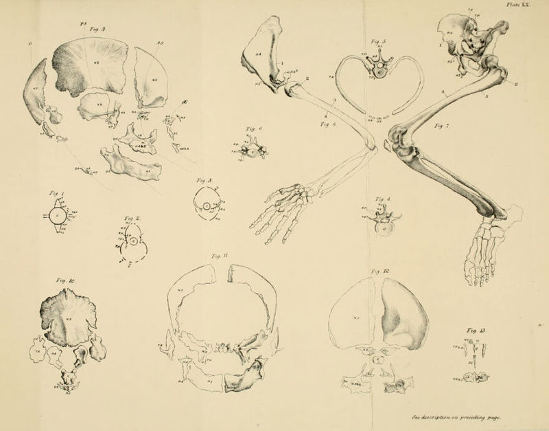 rig 1 (^ Fi-q 2. \t; $\ ^^ _ ^ / Ftg Jo See desartptLOrt on precfiiina paat'