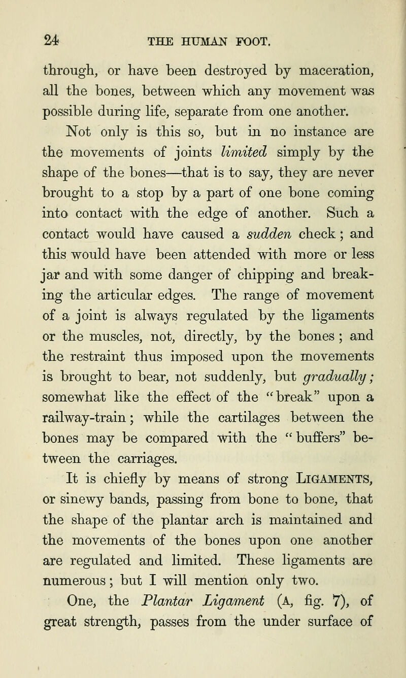 through, or have been destroyed by maceration, all the bones, between which any movement was possible during life, separate from one another. Not only is this so, but in no instance are the movements of joints limited simply by the shape of the bones—that is to say, they are never brought to a stop by a part of one bone coming into contact with the edge of another. Such a contact would have caused a sudden check; and this would have been attended with more or less jar and with some danger of chipping and break- ing the articular edges. The range of movement of a joint is always regulated by the ligaments or the muscles, not, directly, by the bones ; and the restraint thus imposed upon the movements is brought to bear, not suddenly, but gradually; somewhat like the effect of the break upon a railway-train; while the cartilages between the bones may be compared with the buffers be- tween the carriages. It is chiefly by means of strong Ligaments, or sinewy bands, passing from bone to bone, that the shape of the plantar arch is maintained and the movements of the bones upon one another are regulated and limited. These ligaments are numerous; but I will mention only two. One, the Plantar Ligament (A, fig. 7), of great strength, passes from the under surface of